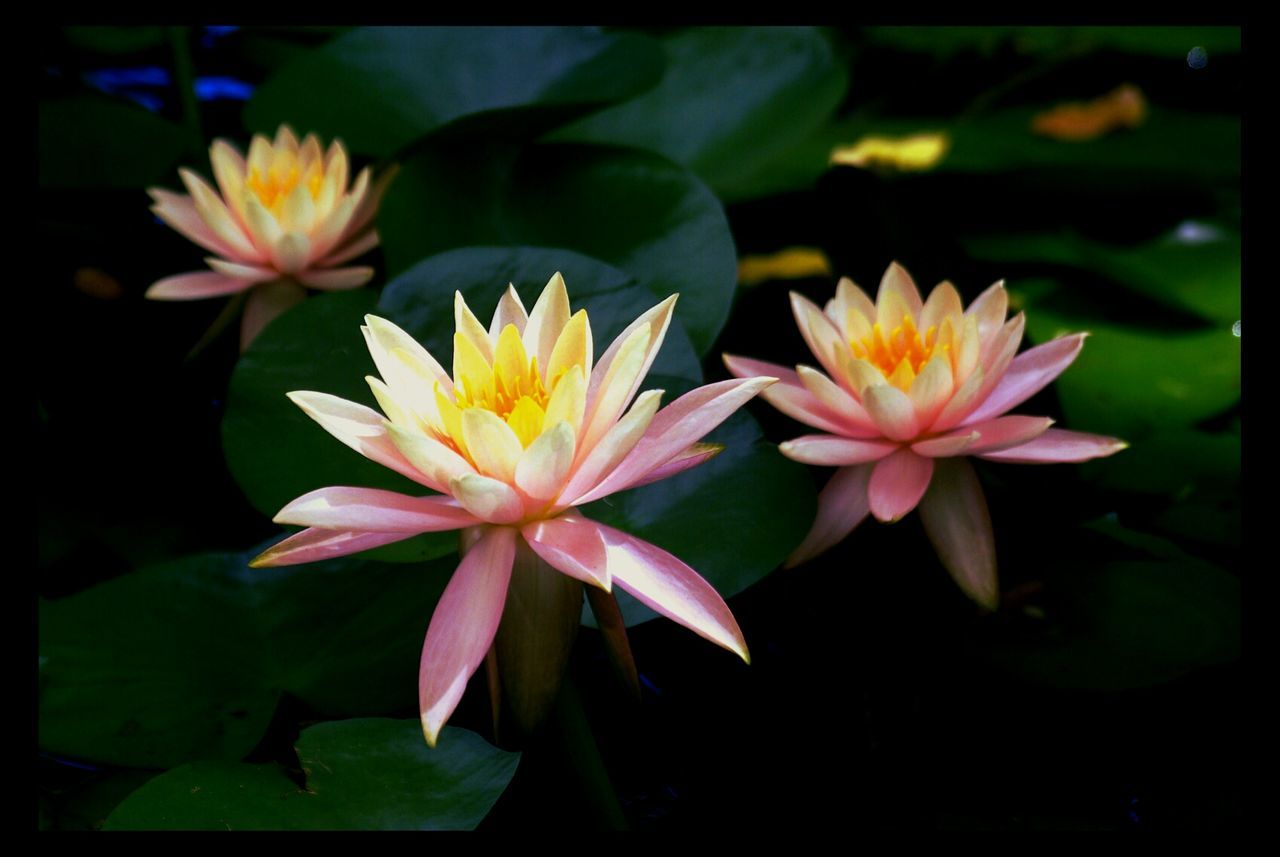 Lotus flowers floating on pond
