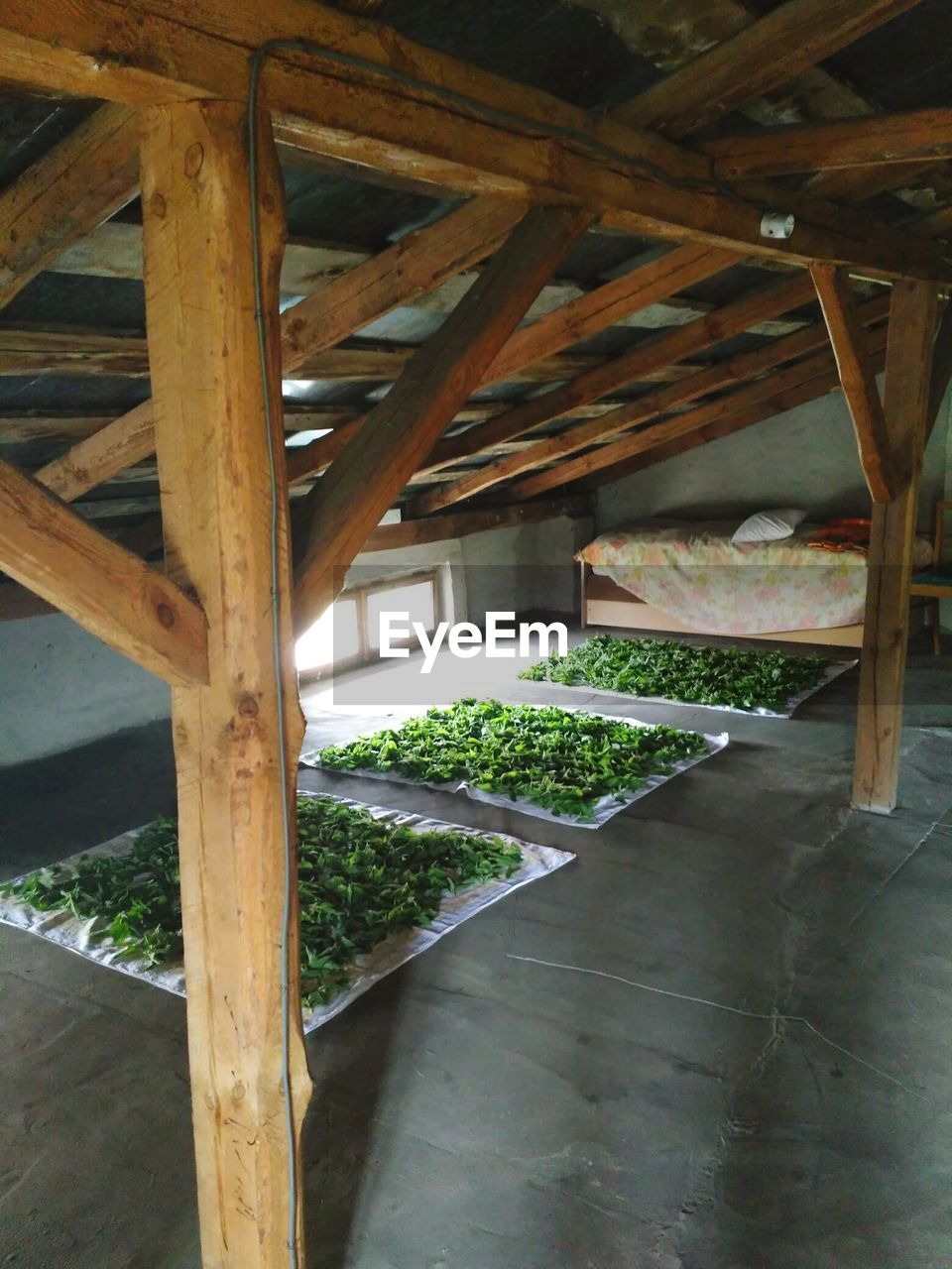 CLOSE-UP OF PLANTS IN GREENHOUSE IN SUNLIGHT