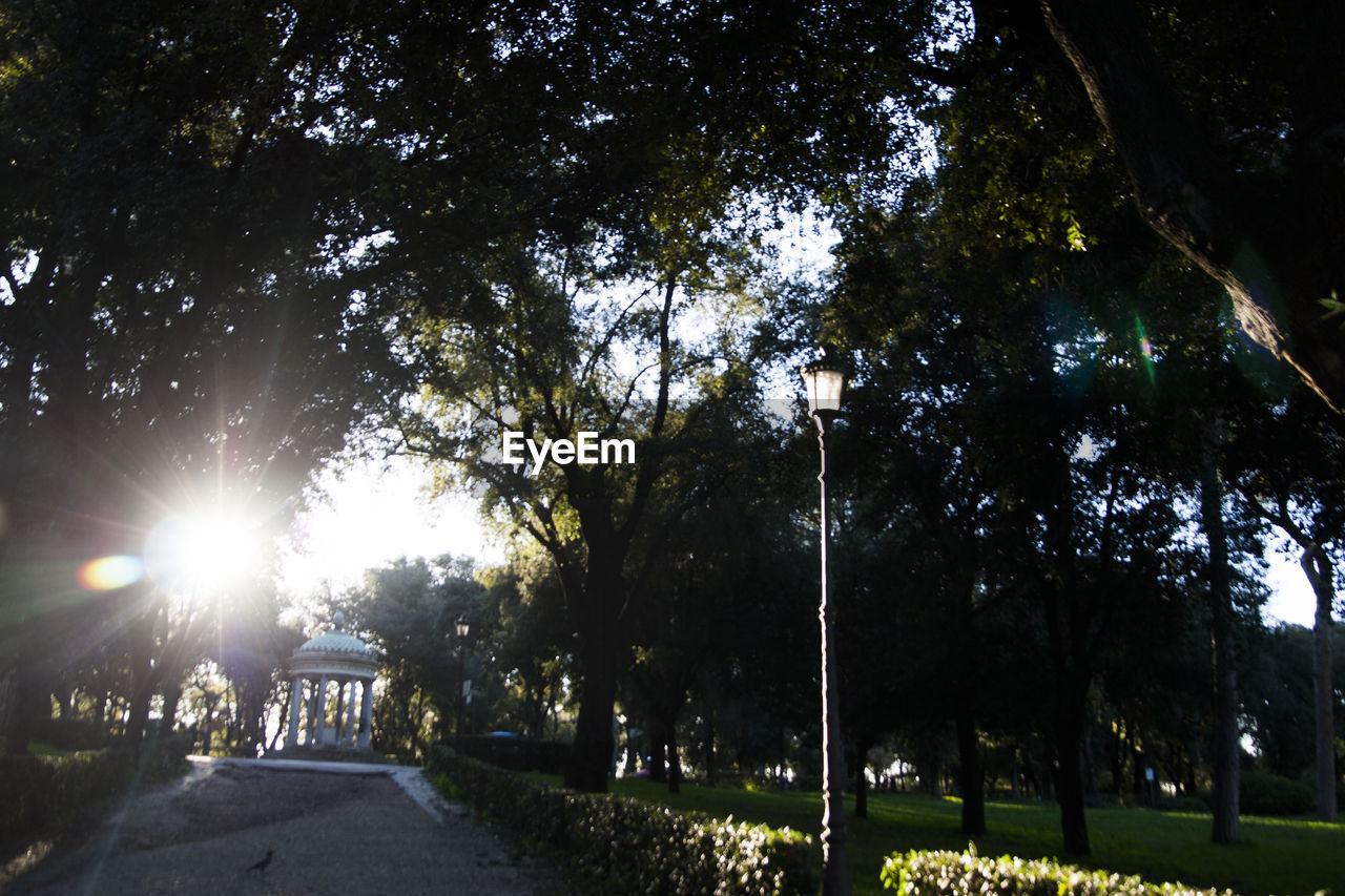 TREES IN PARK AGAINST BRIGHT SUN