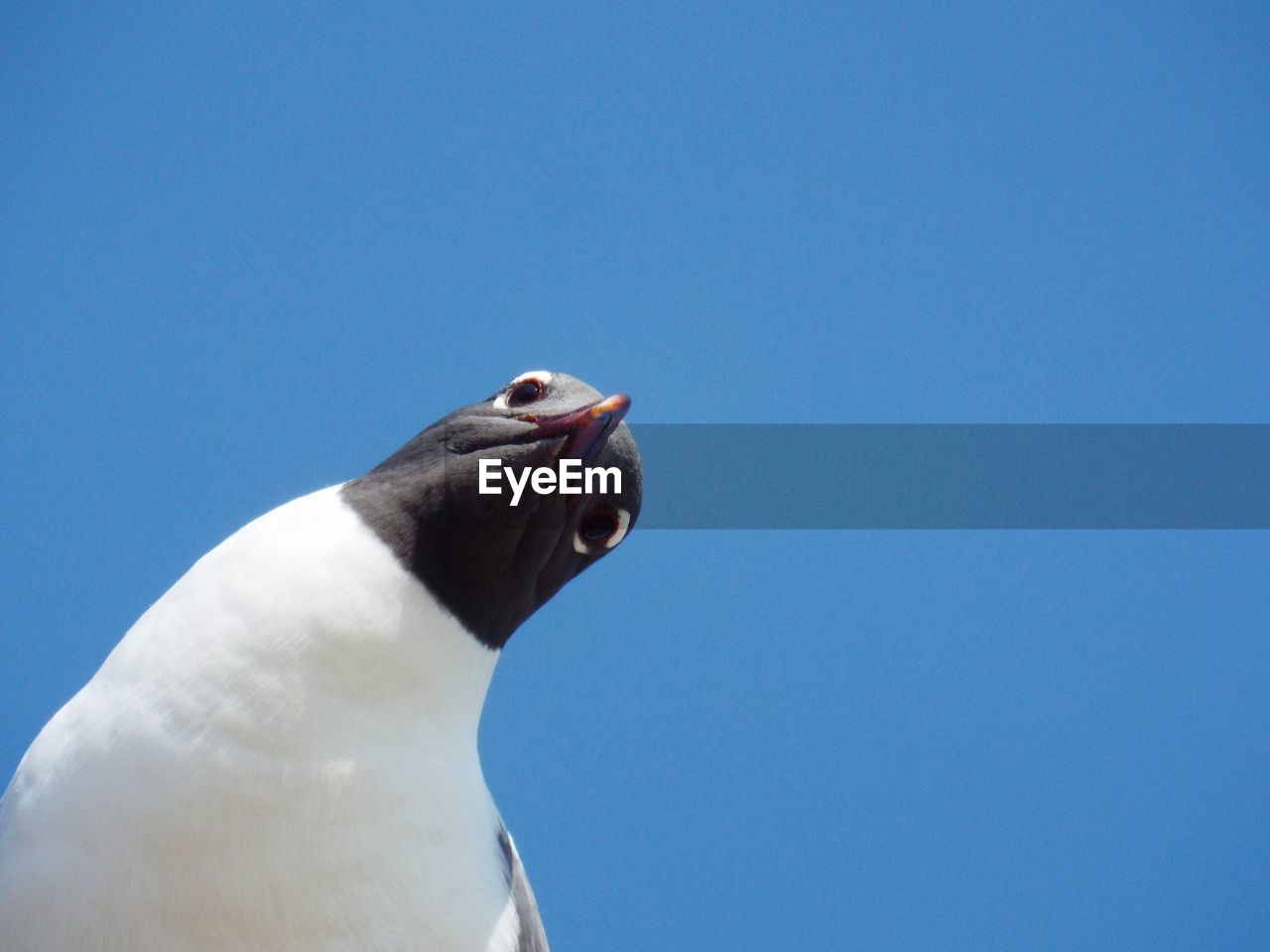 Low angle view of black-headed gull against clear blue sky