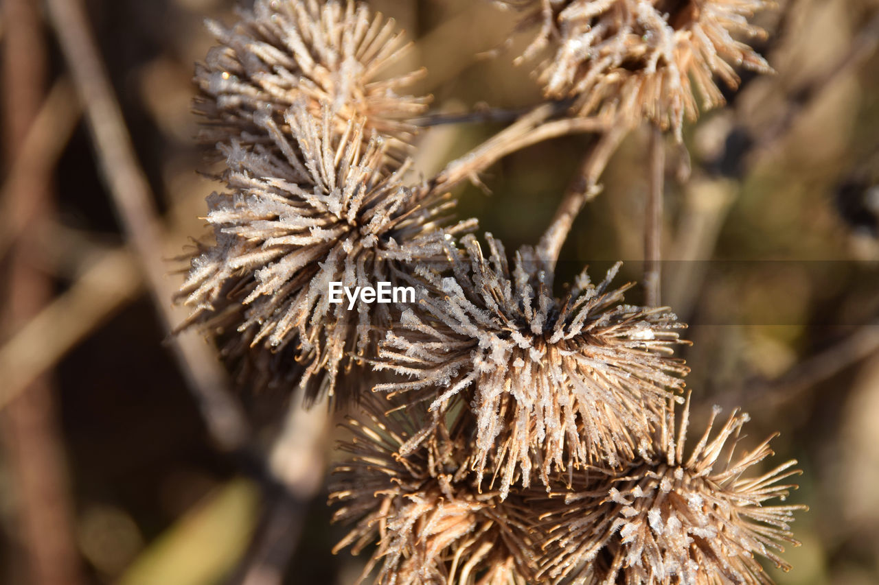 plant, nature, close-up, branch, thorns, spines, and prickles, flower, macro photography, tree, beauty in nature, no people, focus on foreground, dry, food, growth, food and drink, outdoors, flowering plant, day, land, grass, freshness, coniferous tree, twig, pinaceae, frost, brown, sunlight, selective focus, tranquility, environment, thistle, seed, pine tree, dried plant