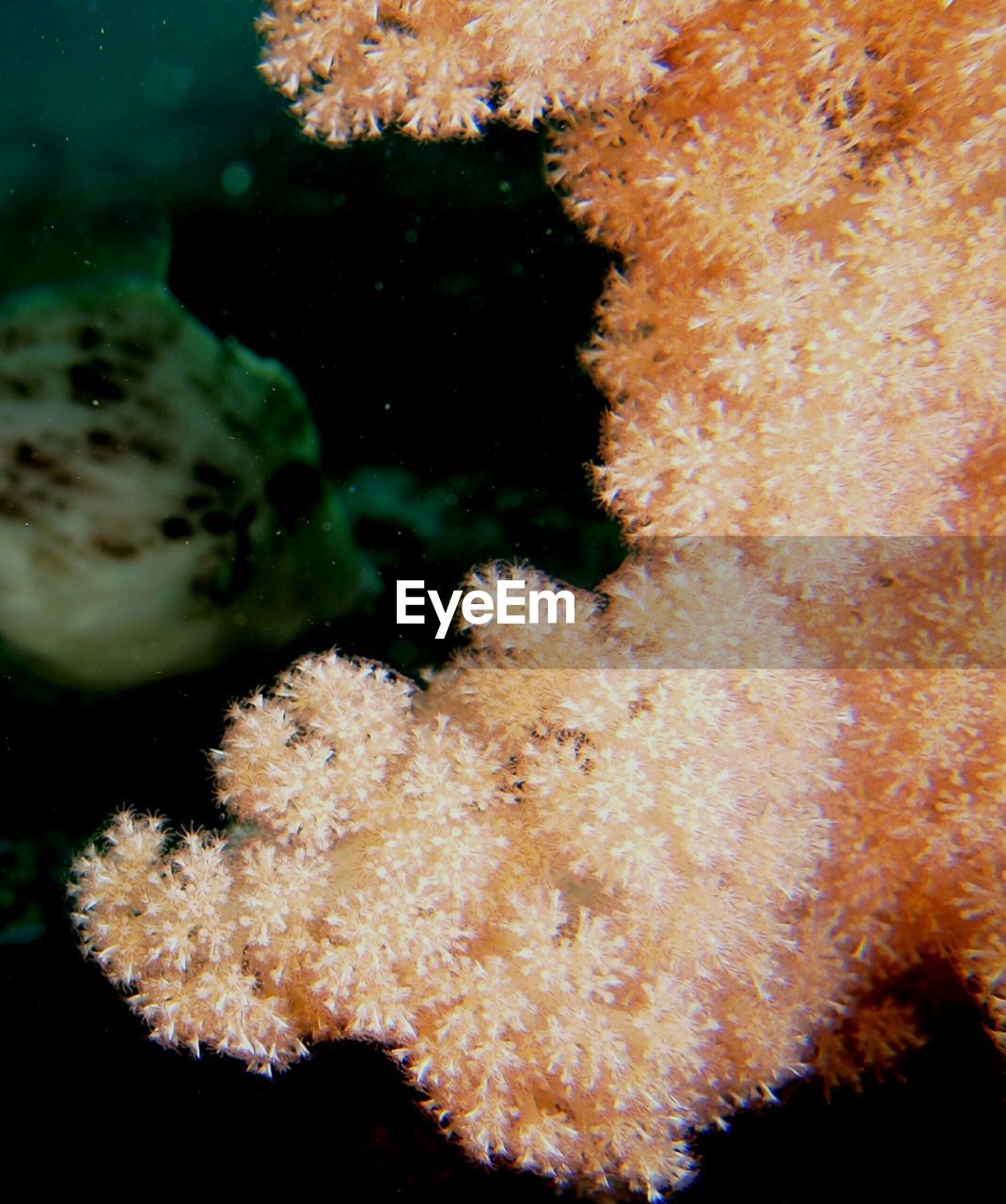 CLOSE-UP OF CORAL UNDERWATER