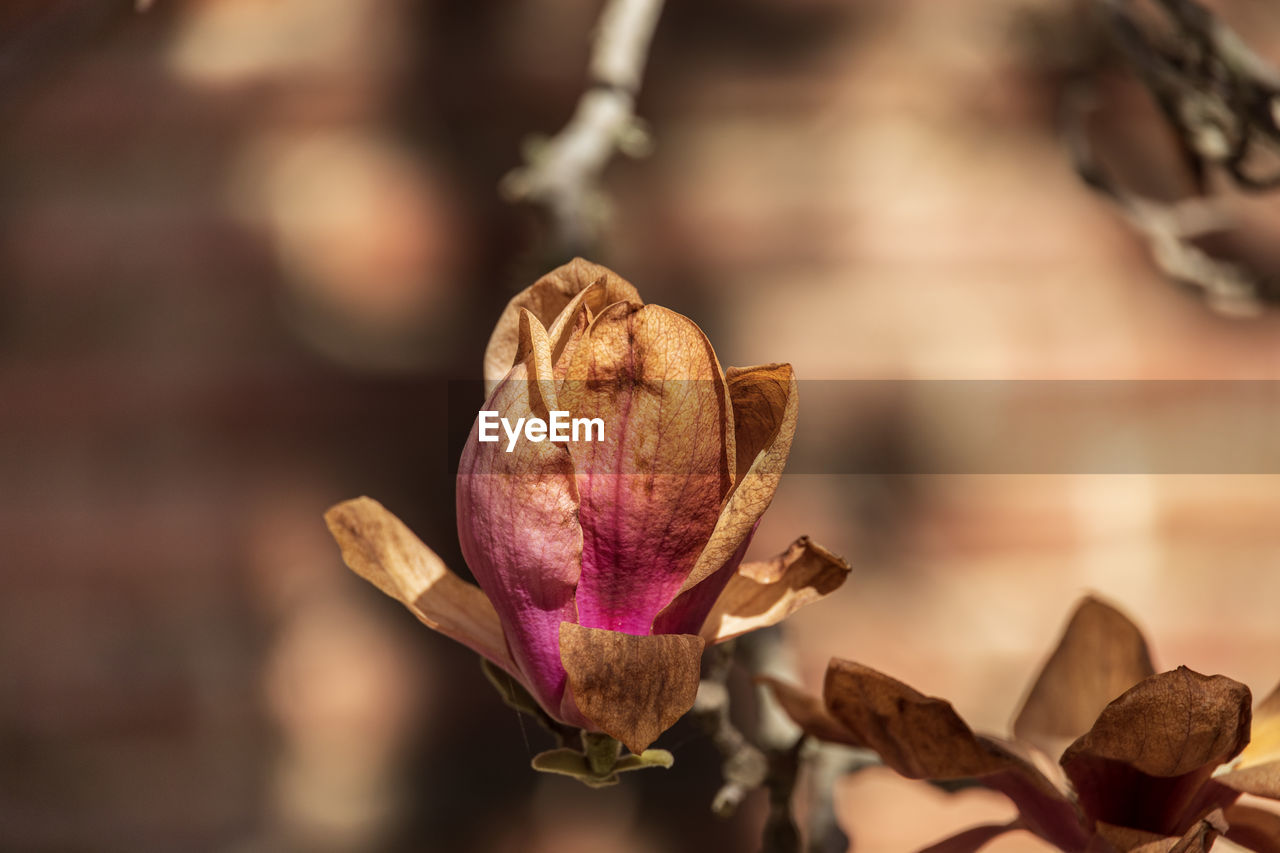plant, flower, spring, close-up, beauty in nature, flowering plant, freshness, nature, macro photography, focus on foreground, leaf, petal, no people, fragility, dry, growth, selective focus, outdoors, food and drink, flower head, tree, food, brown, pink