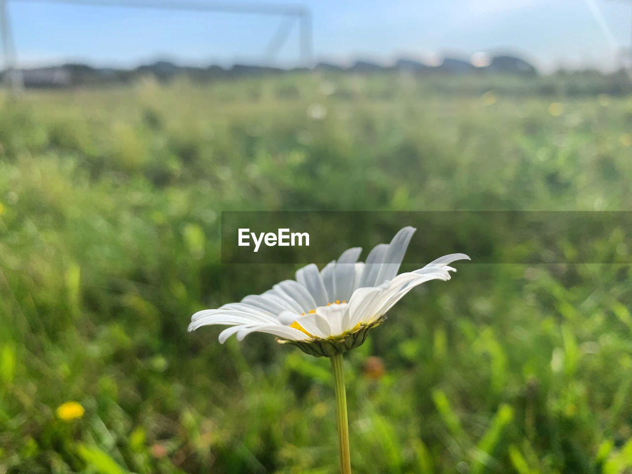 CLOSE-UP OF WHITE FLOWER ON PLANT