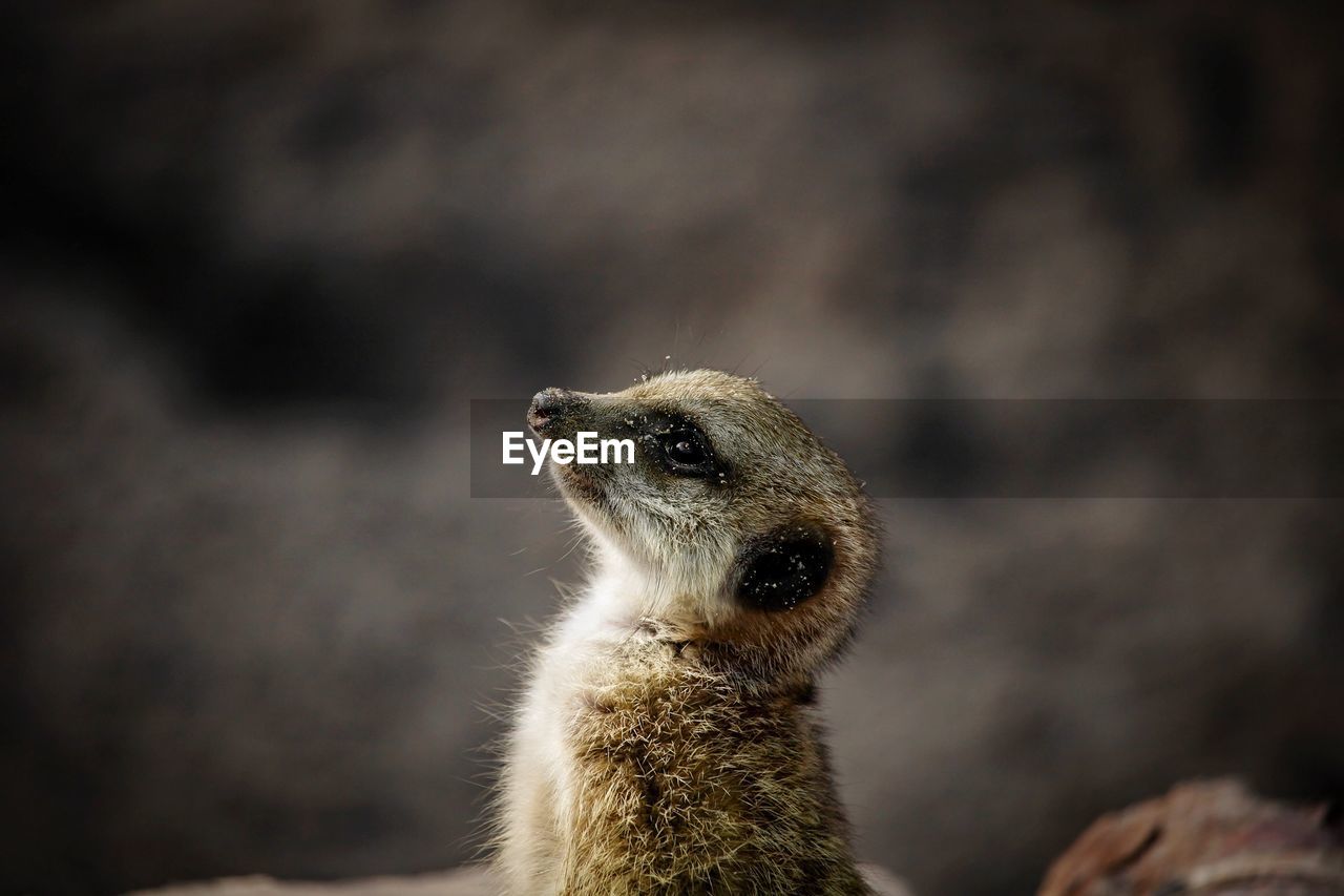 Meerkat youngster