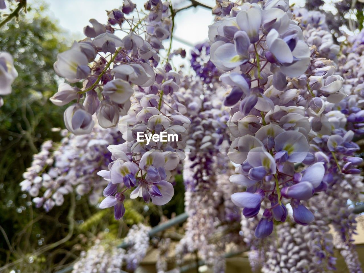 Purple chinese wisteria in bloom on vines