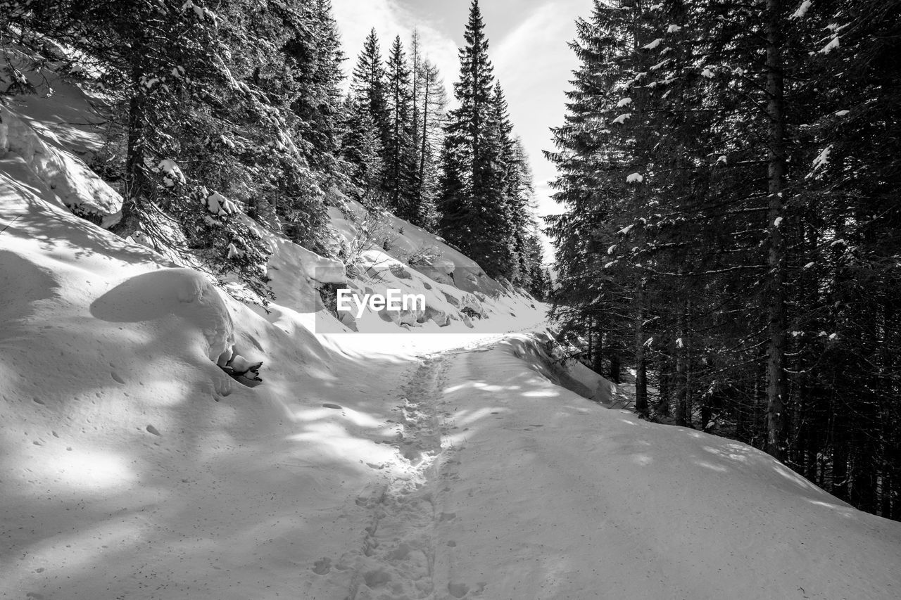 Snow covered land and trees against sky