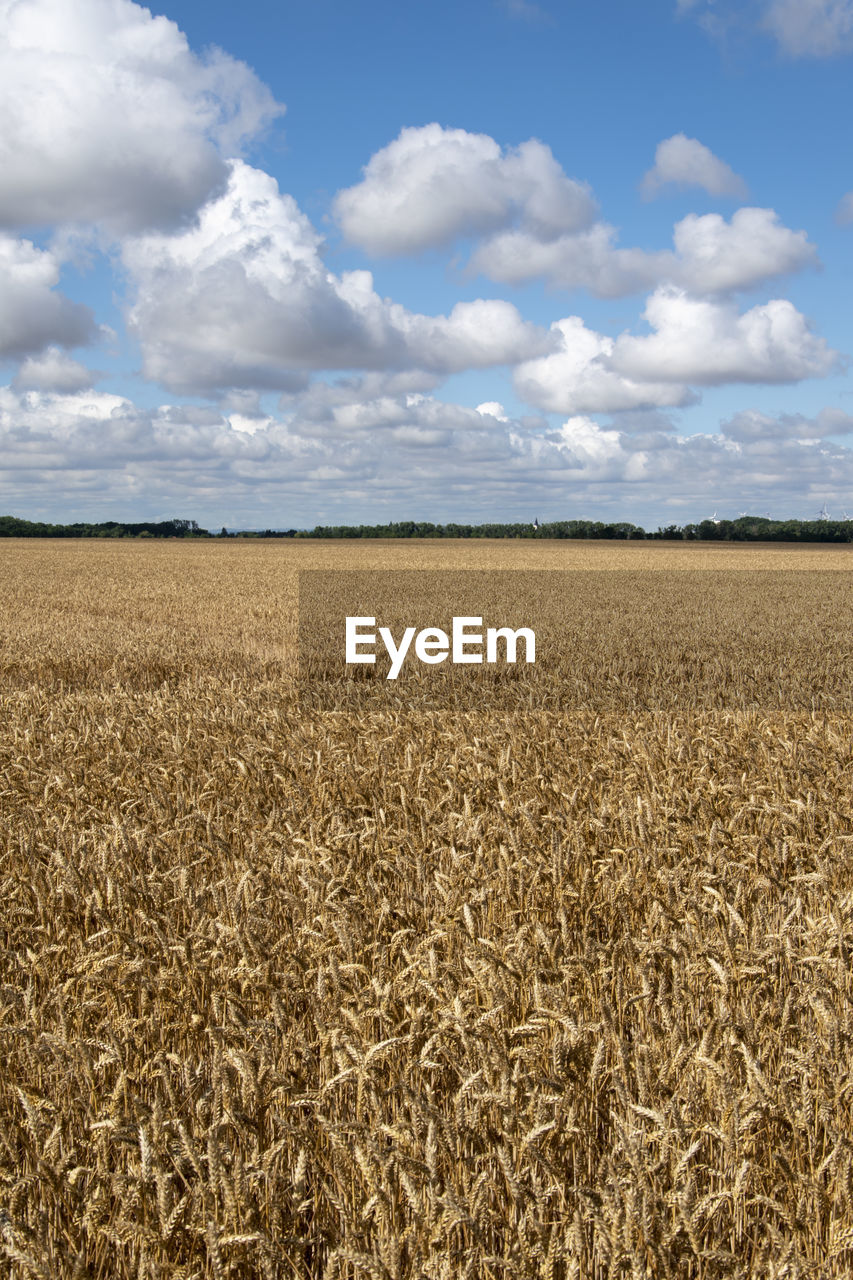 landscape, sky, cloud, land, agriculture, environment, field, cereal plant, crop, rural scene, food, nature, plant, plain, wheat, scenics - nature, prairie, grassland, farm, soil, day, growth, no people, beauty in nature, horizon, food grain, horizon over land, barley, tranquility, outdoors, summer, tranquil scene, blue, gold, rural area