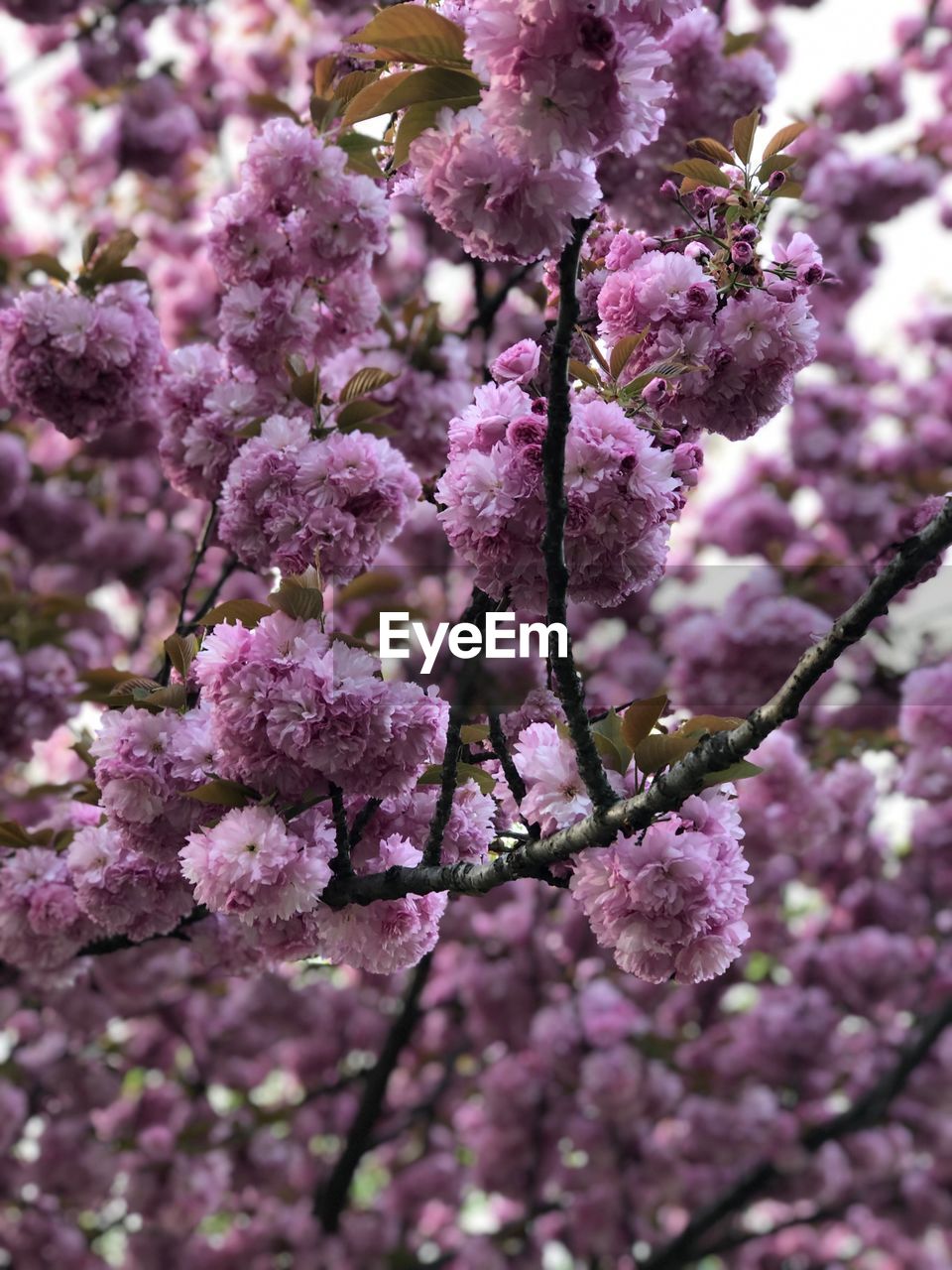 CLOSE-UP OF PINK CHERRY BLOSSOMS