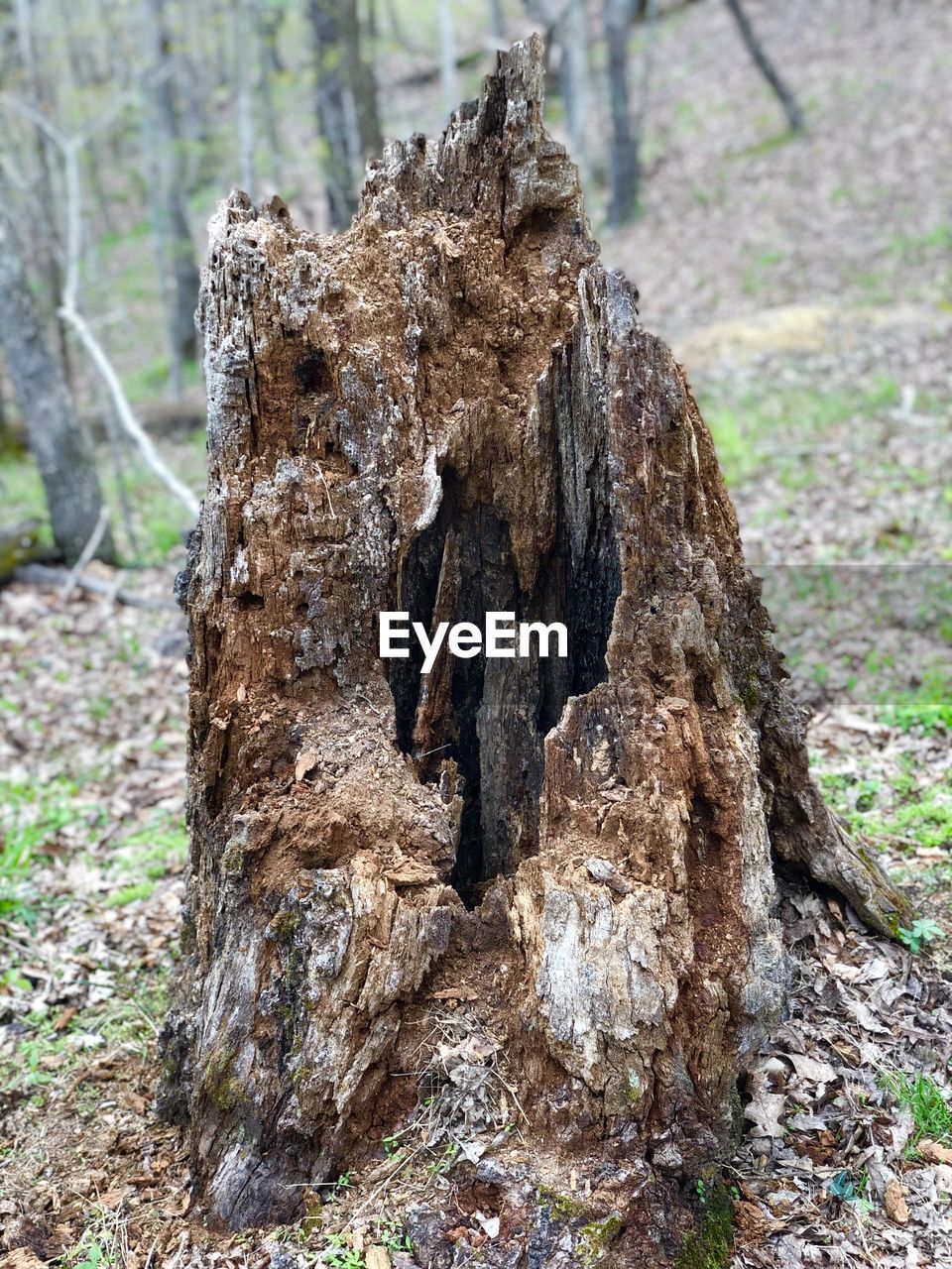 CLOSE-UP OF TREE TRUNK ON FIELD