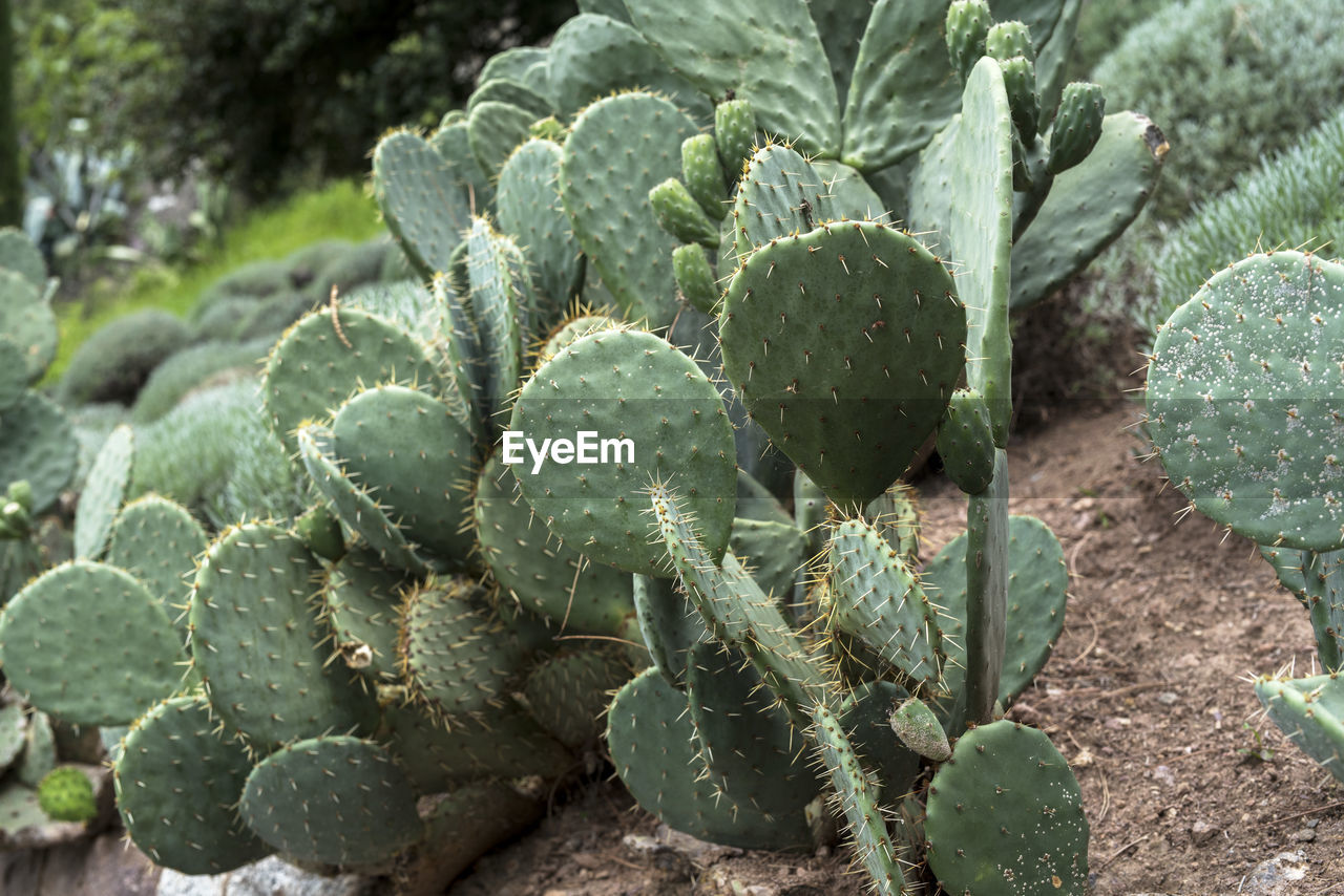 Close-up of cactus on field