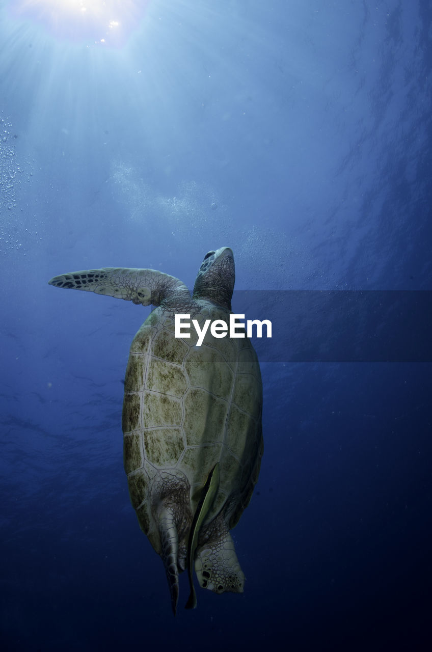 Low angle view of turtle swimming in sea