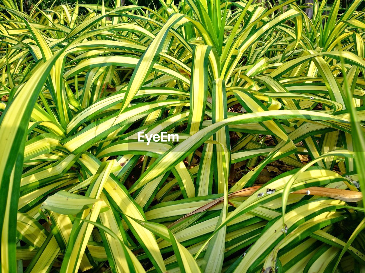 FULL FRAME SHOT OF PLANTS