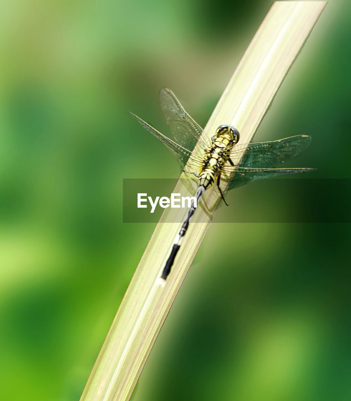 CLOSE-UP OF INSECT ON A PLANT