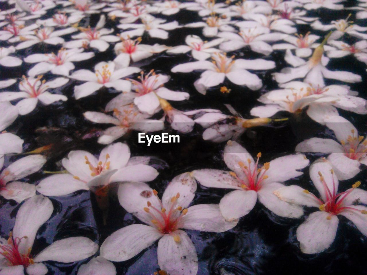 FULL FRAME SHOT OF FRESH WHITE FLOWERS BLOOMING IN PARK