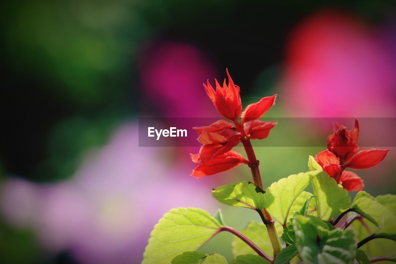 Close-up of red flowering plant