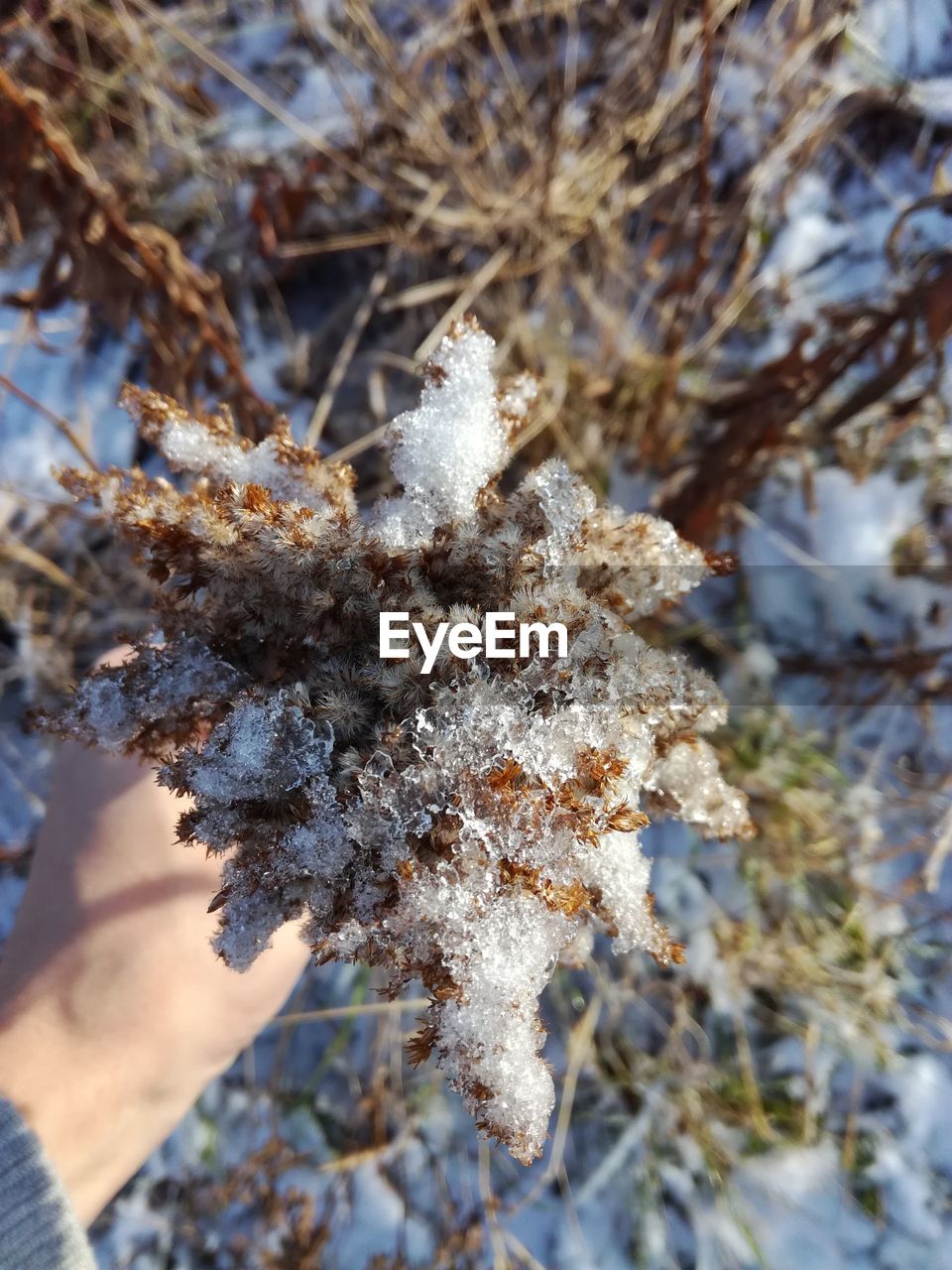 CLOSE-UP OF SNOW