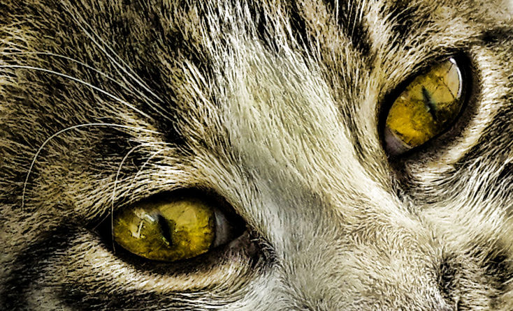 CLOSE-UP PORTRAIT OF ANIMAL EYE