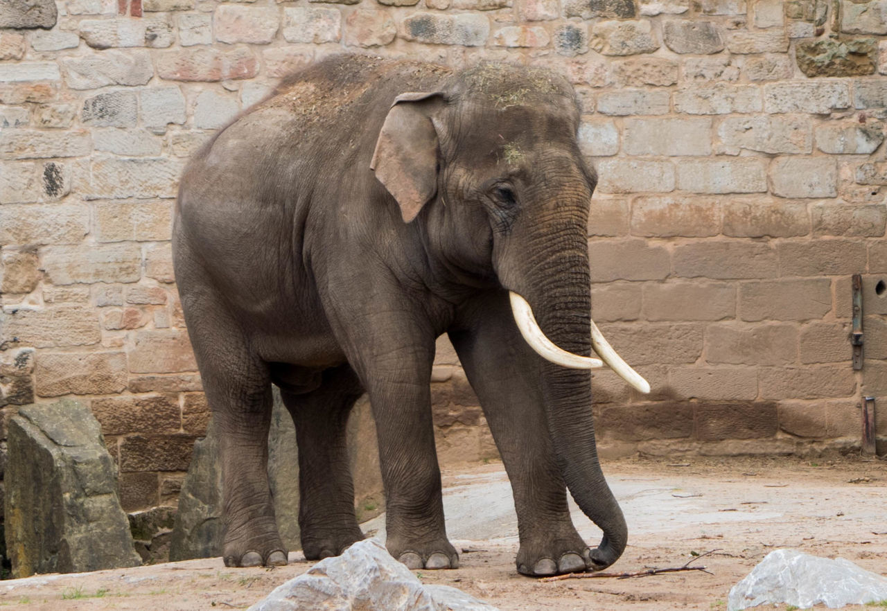 Elephant standing at chester zoo