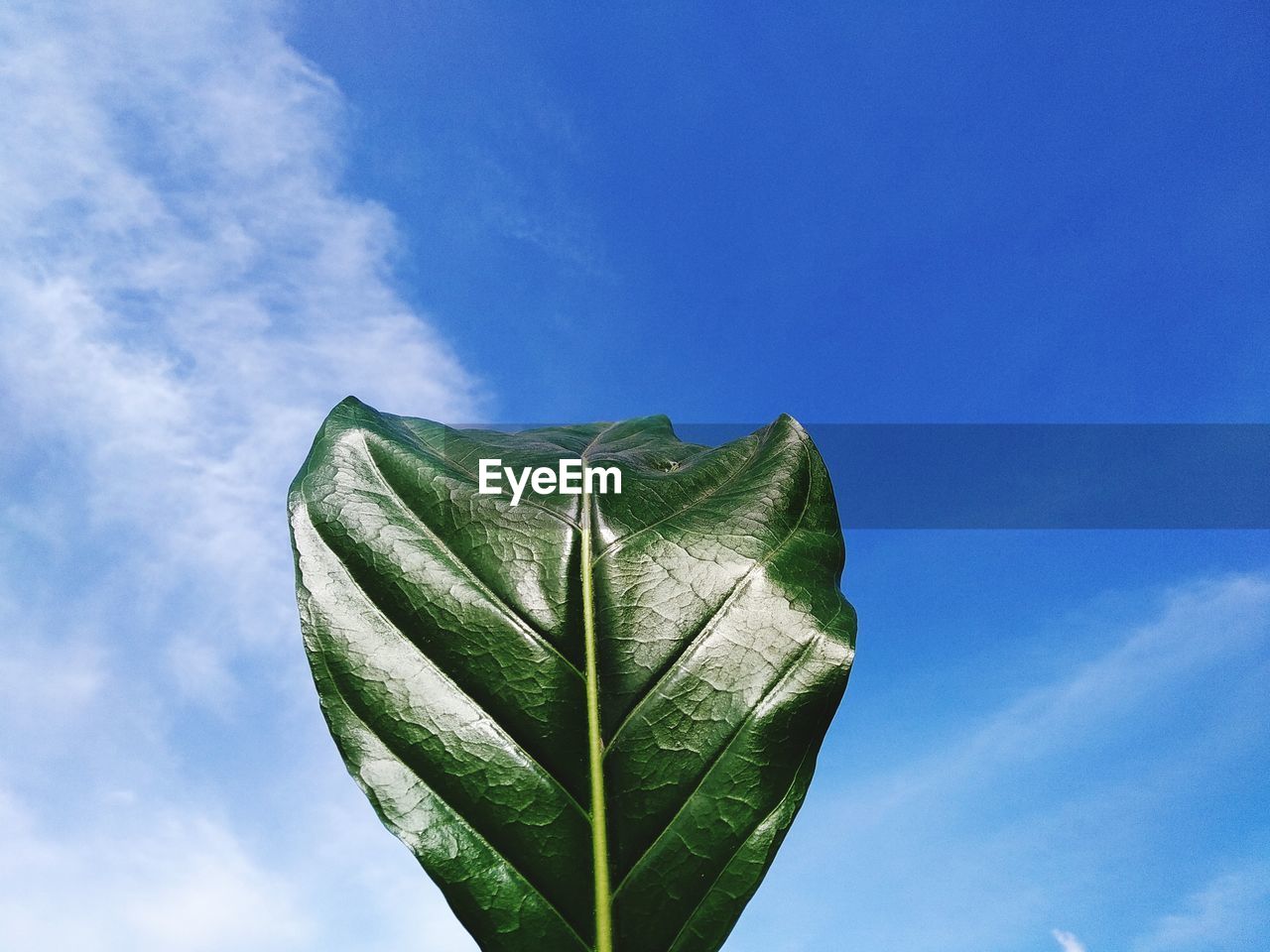 Low angle view of plant against blue sky