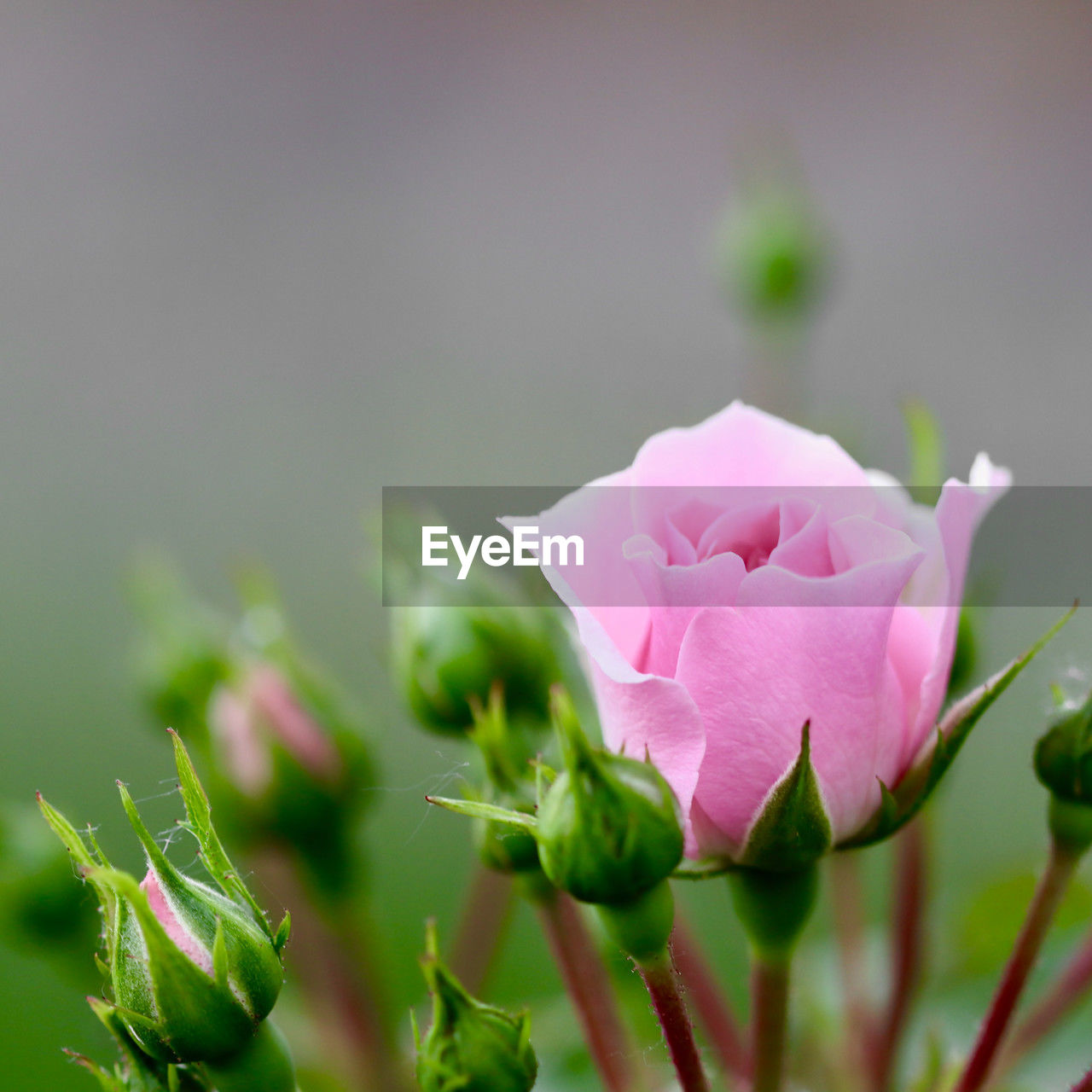 flower, plant, flowering plant, beauty in nature, pink, freshness, nature, macro photography, petal, close-up, rose, leaf, plant part, flower head, inflorescence, fragility, no people, green, blossom, springtime, growth, outdoors, bud, selective focus, focus on foreground, water, copy space, plant stem