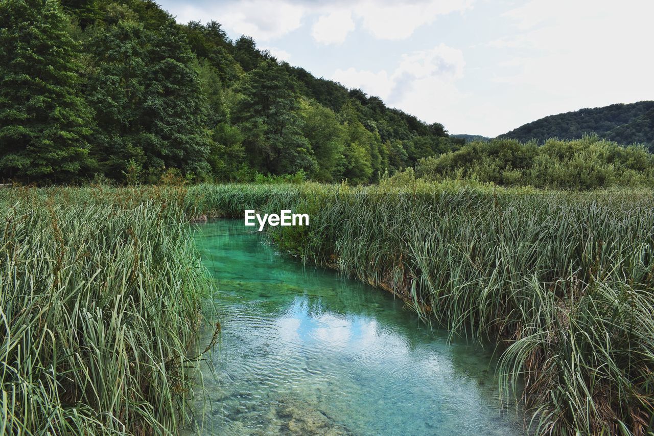 Scenic view of river amidst trees in forest against sky