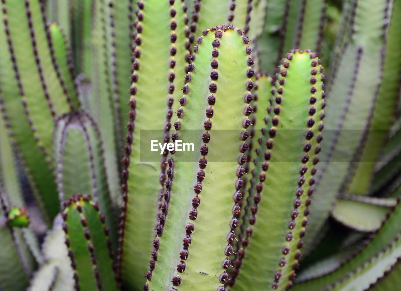 CLOSE-UP OF SUCCULENT PLANTS