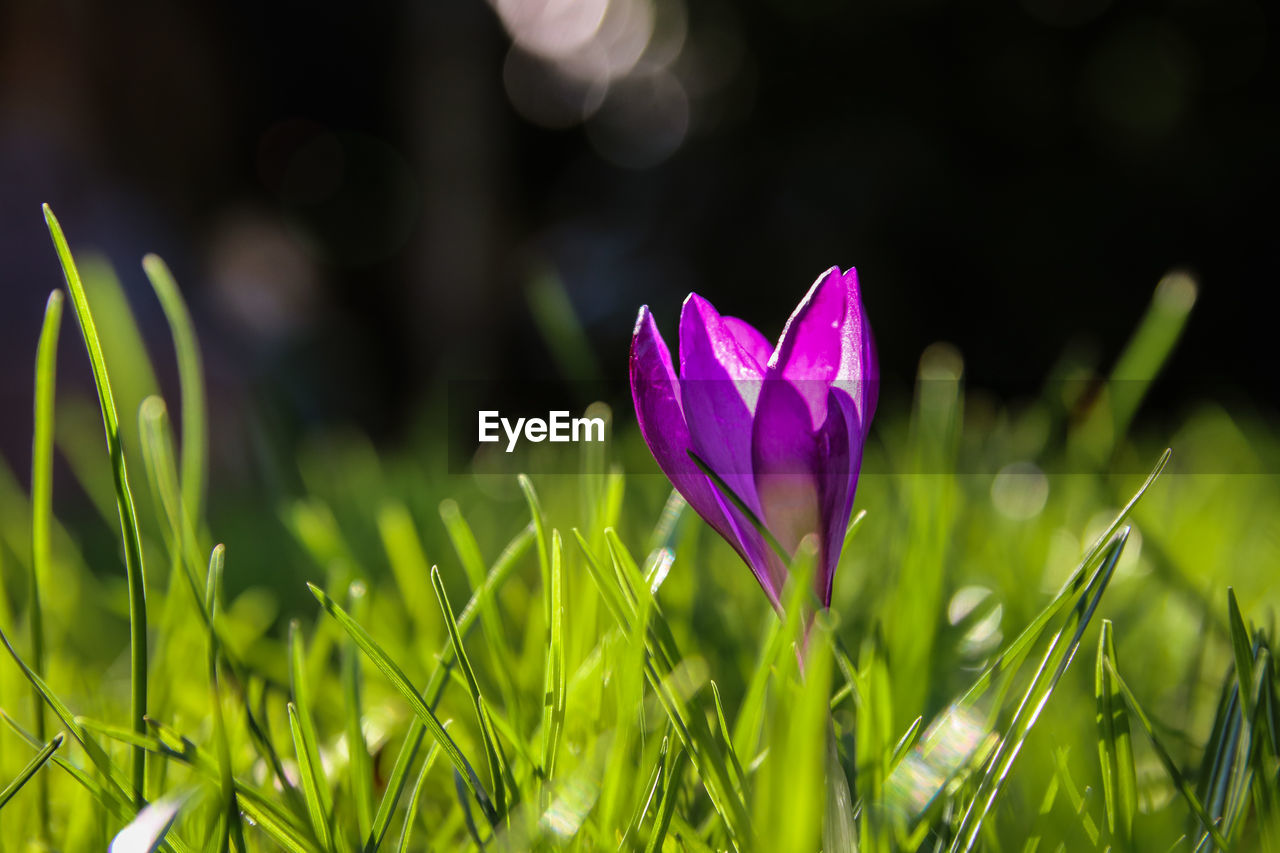 CLOSE-UP OF PURPLE CROCUS FLOWER