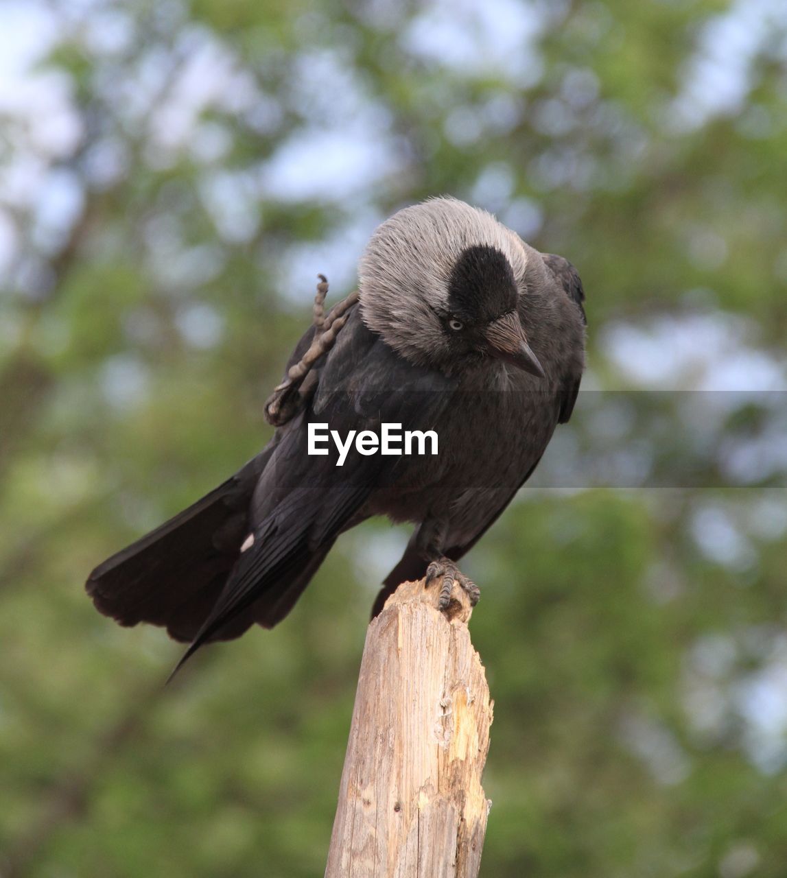 CLOSE-UP OF BIRD PERCHING ON WOODEN POST