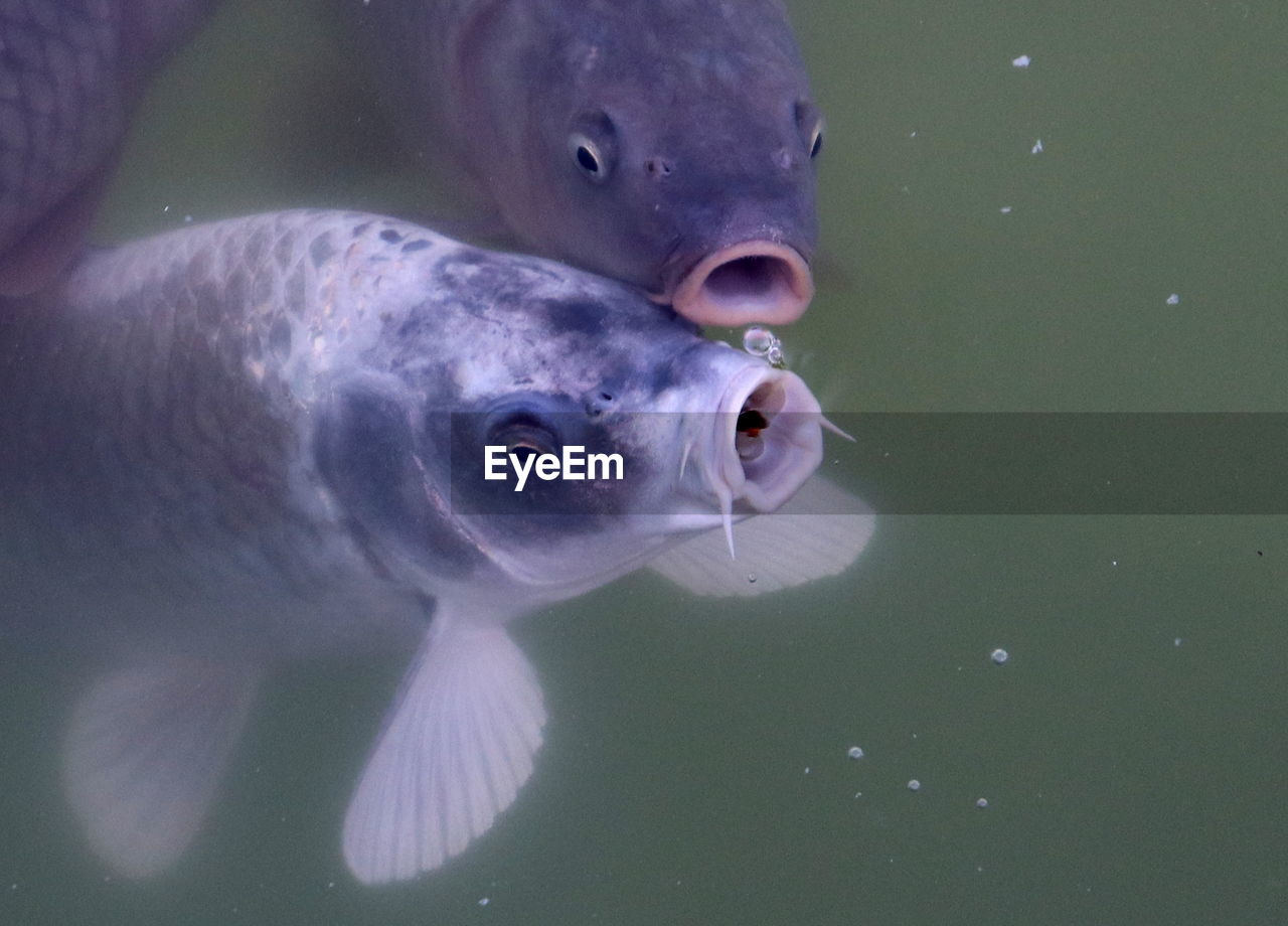 High angle view of fishes swimming in lake