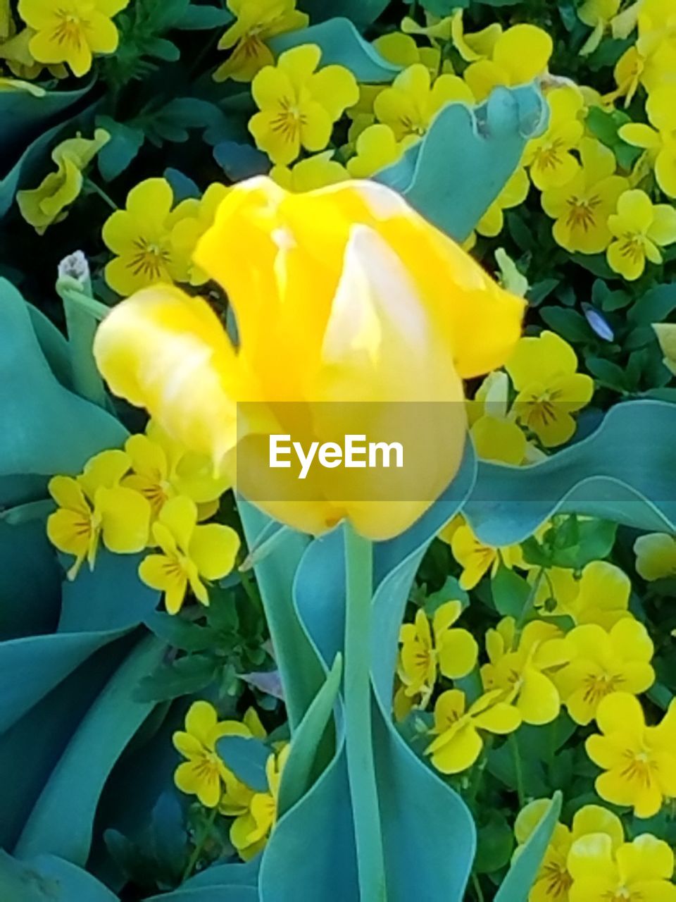 YELLOW FLOWERS BLOOMING OUTDOORS