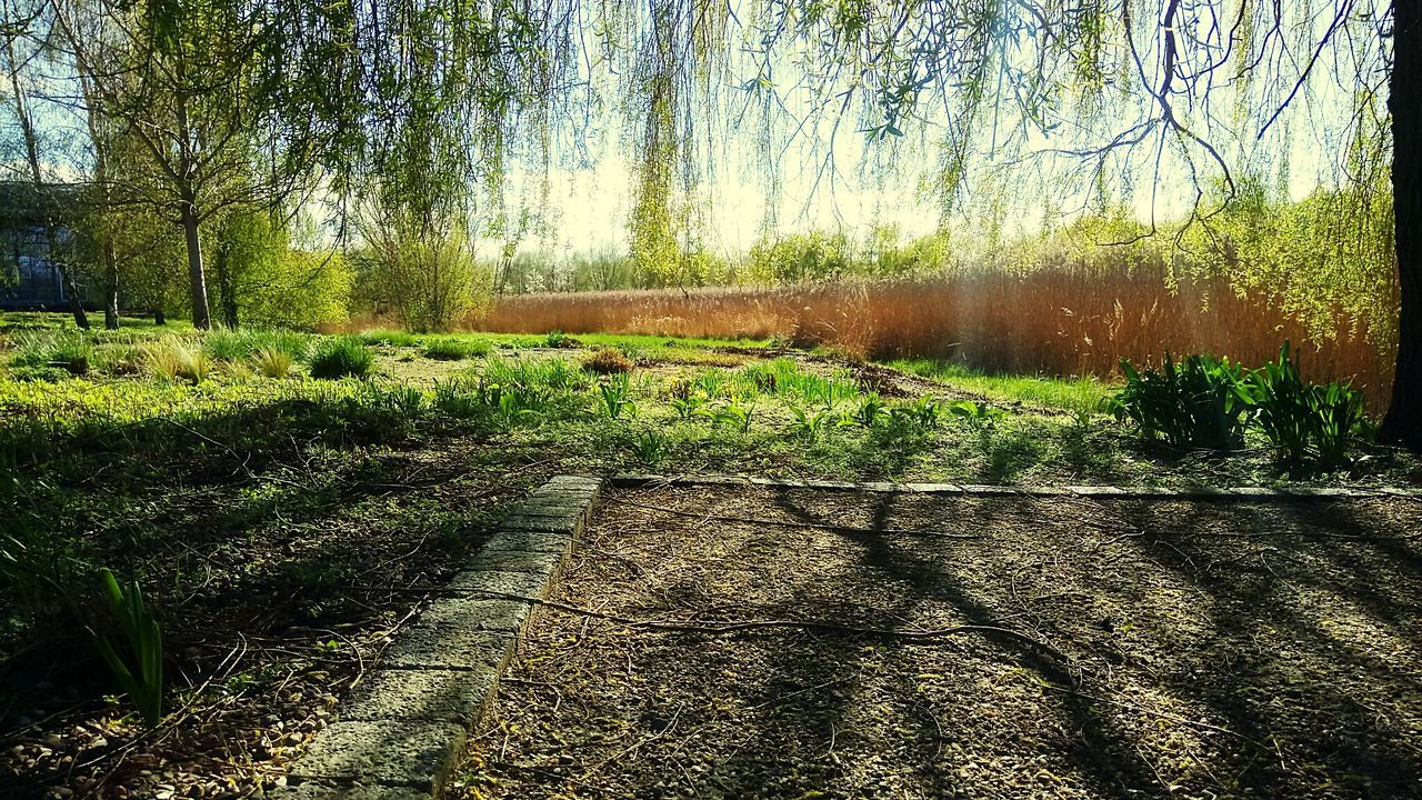 VIEW OF GRASS AGAINST TREES