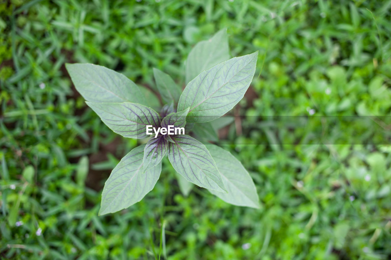 Macro shot of purple thai basil plant leaf, ayurveda herbal medicinal plant