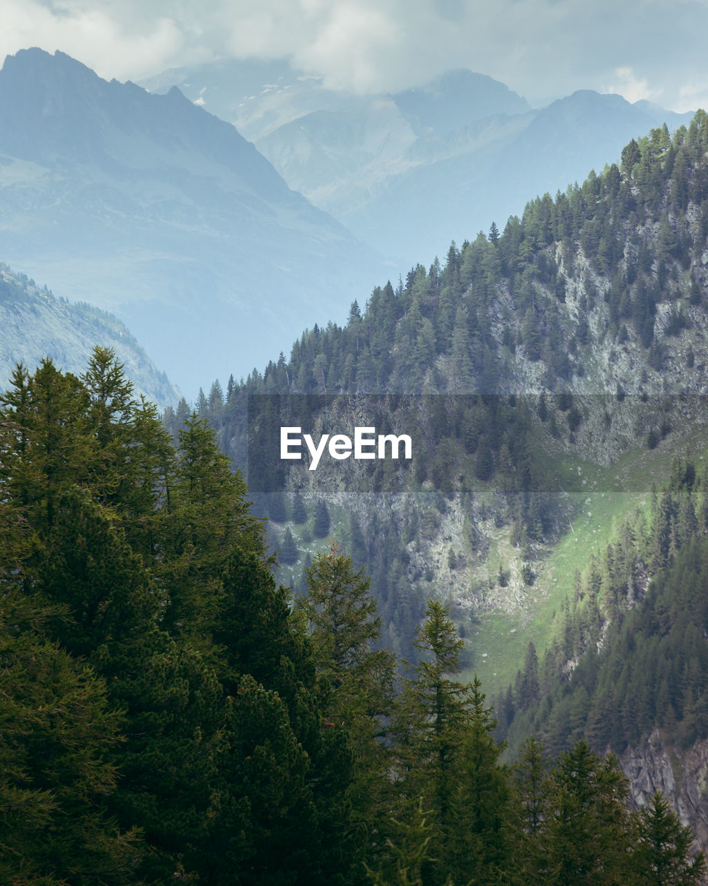 SCENIC VIEW OF TREES AGAINST SKY