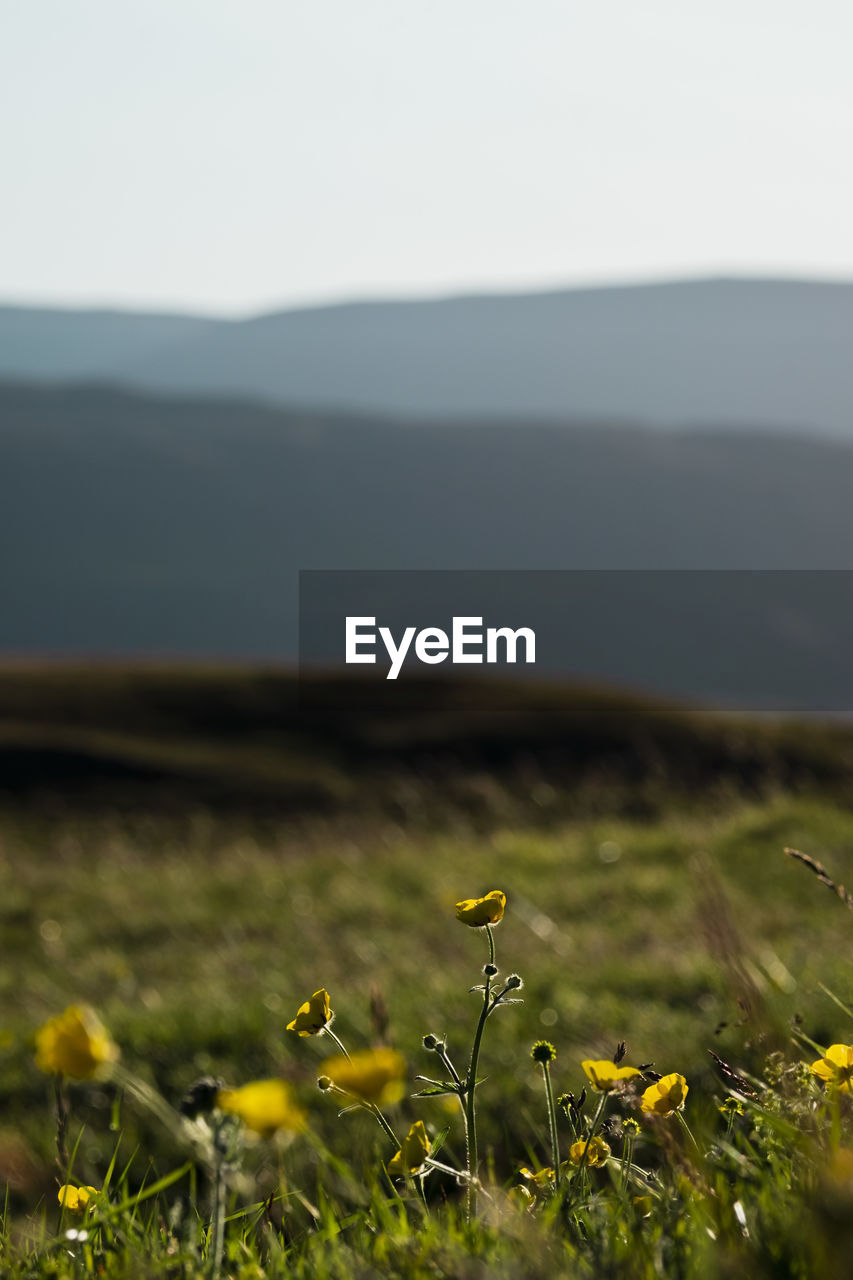 Yellow flowering plant on field against sky