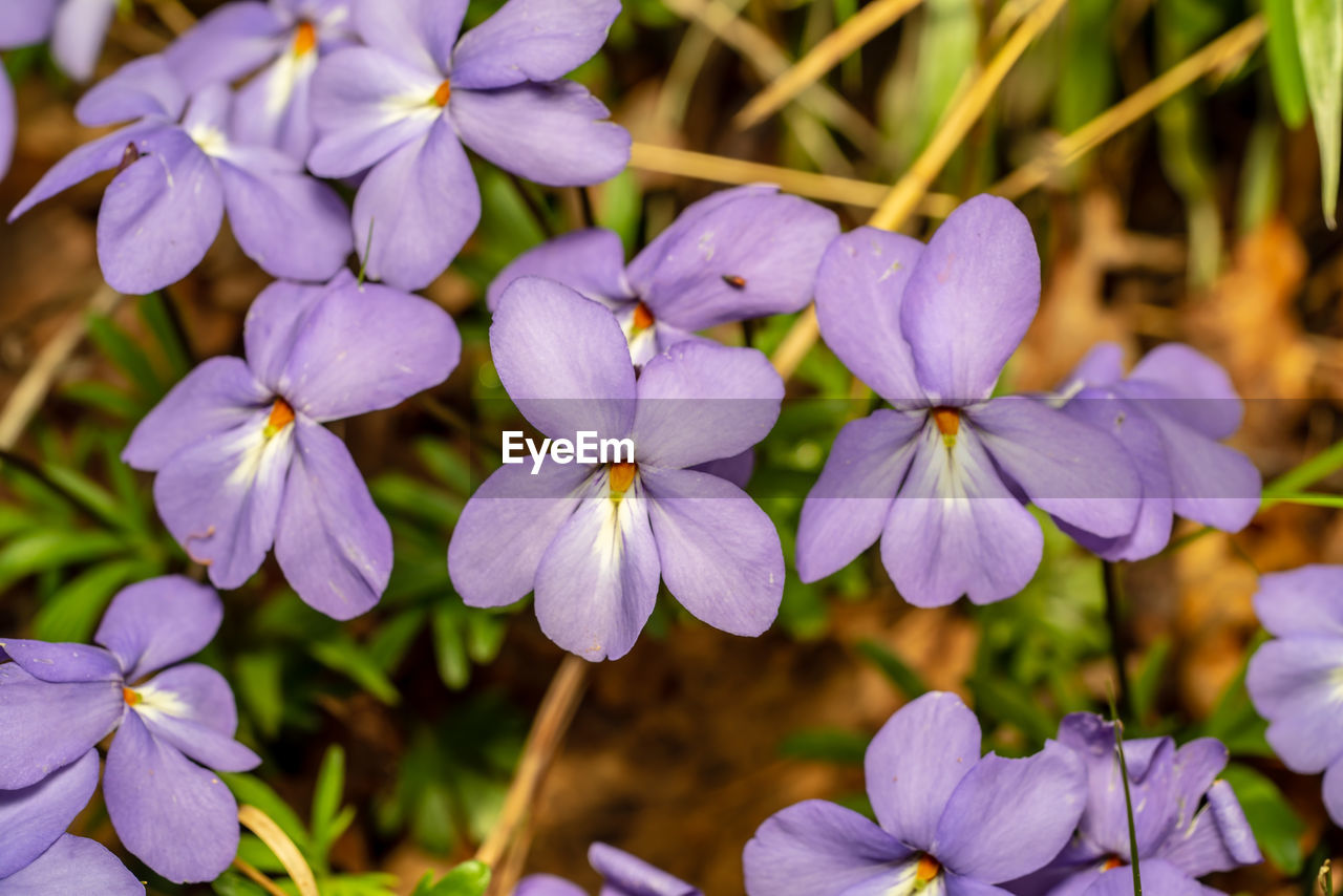 Close-up of purple flowering plants