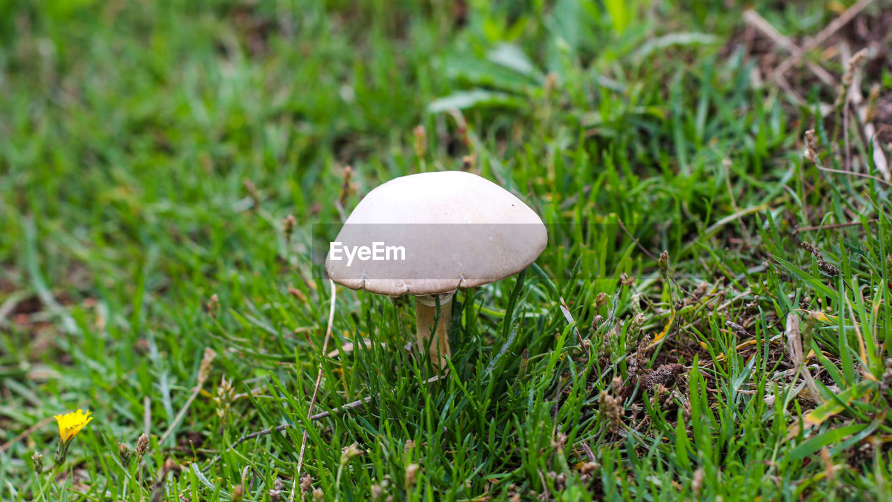 CLOSE-UP OF MUSHROOM IN FIELD