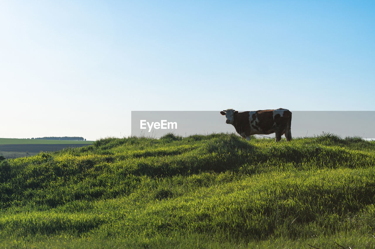 animal, mammal, animal themes, pasture, natural environment, grassland, sky, plant, grass, landscape, field, nature, rural area, environment, domestic animals, land, agriculture, meadow, animal wildlife, clear sky, no people, grazing, cattle, livestock, plain, prairie, one animal, green, rural scene, day, pet, copy space, wildlife, hill, cow, outdoors, side view, scenics - nature, beauty in nature, domestic cattle, blue, dairy cow, farm, sunny, tranquility