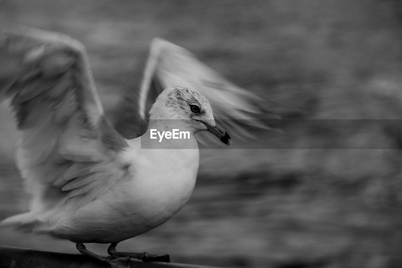 Close-up of seagull with spread wings