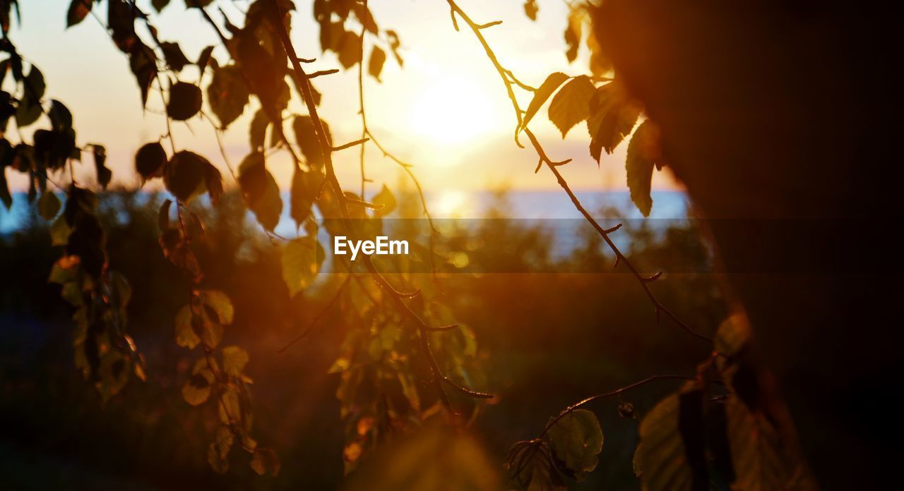 Close-up of sun shining through trees