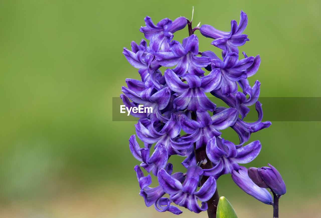 Close up of a purple common hyacinth flower in bloom