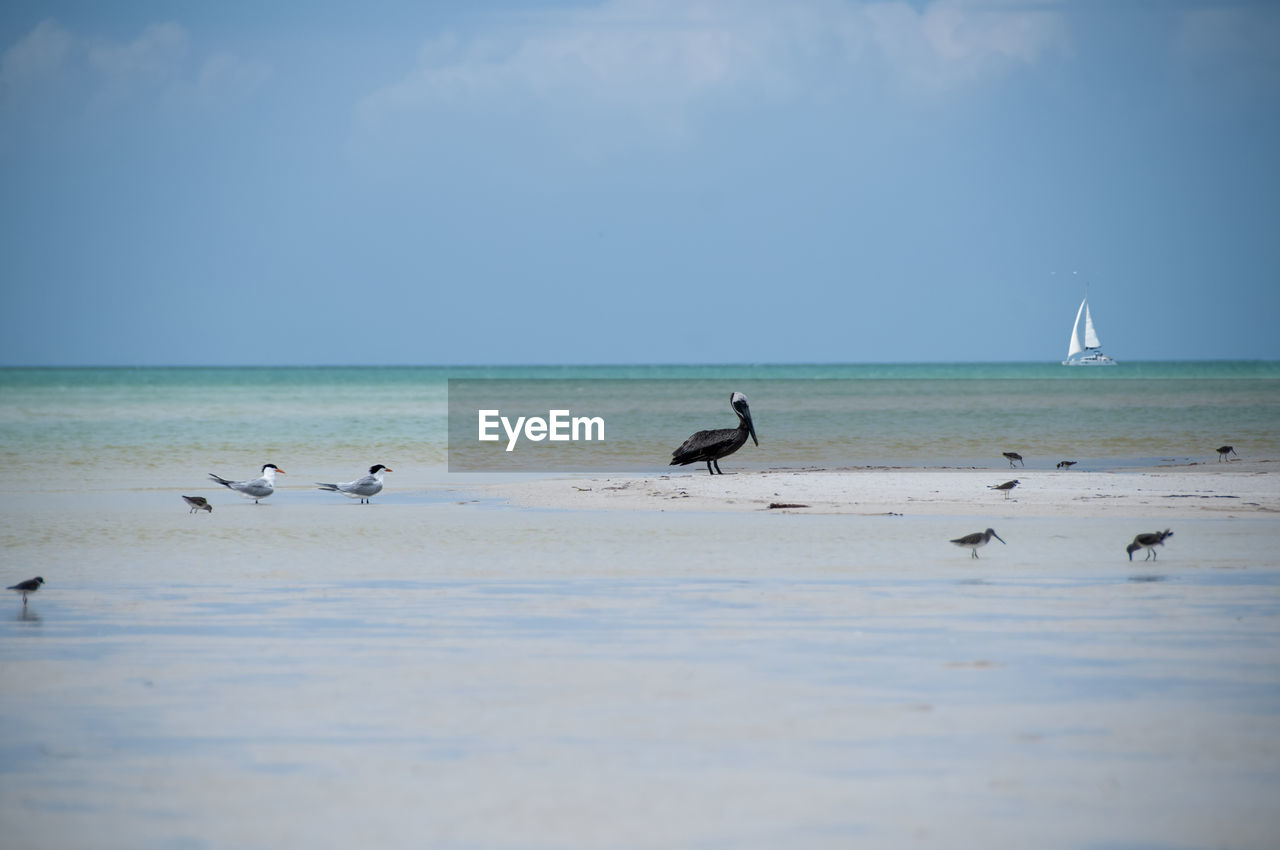 Sea birds fly over the caribbean ocean, on the horizon a sailboat sails on the tropical sea. 