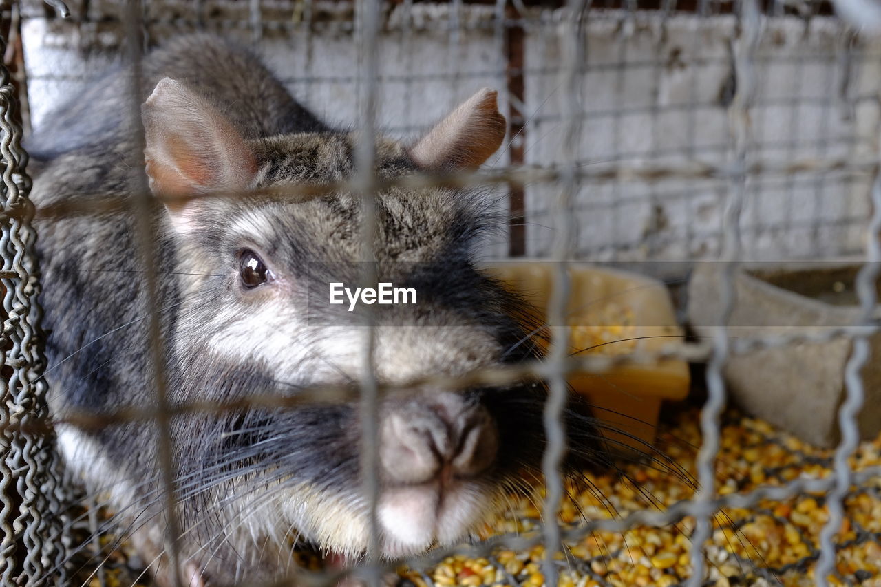 CLOSE-UP PORTRAIT OF AN ANIMAL IN CAGE