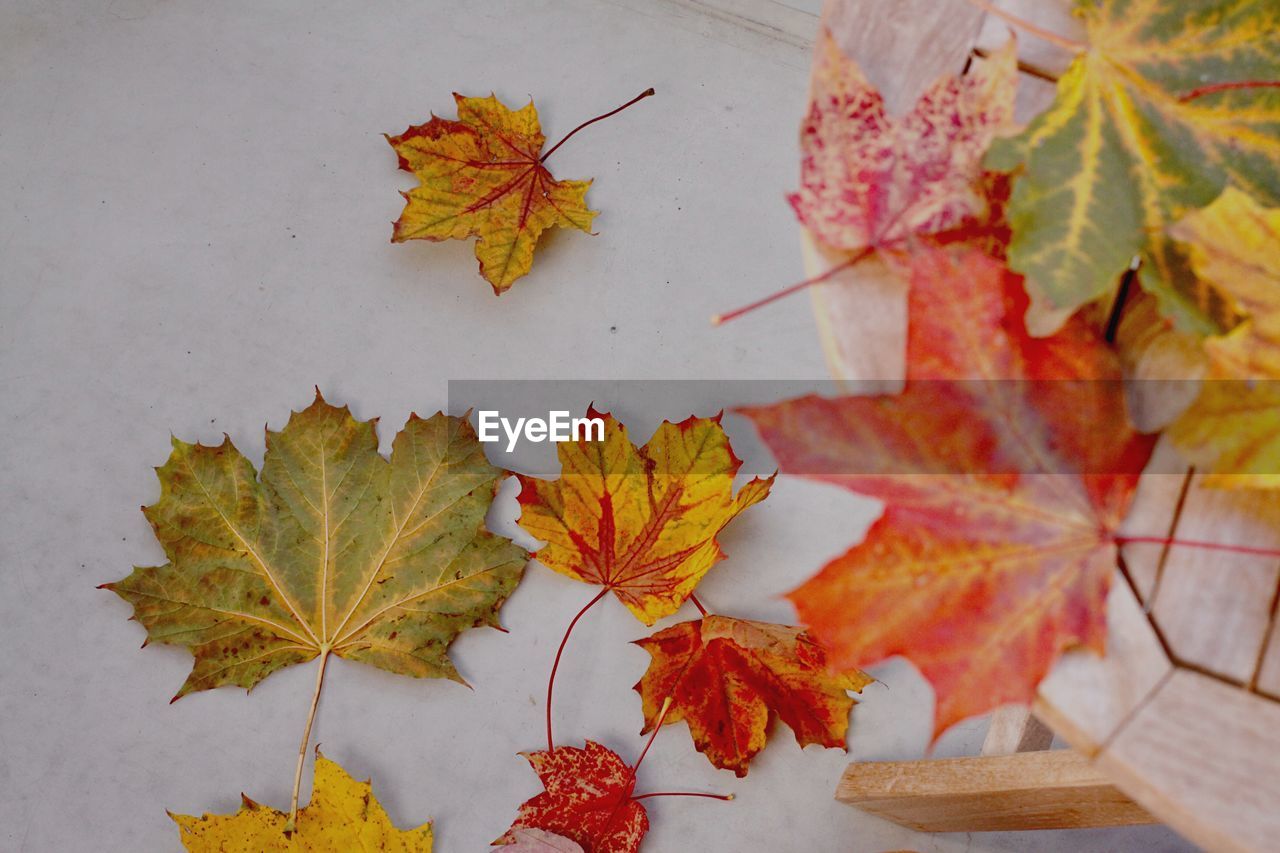 HIGH ANGLE VIEW OF MAPLE LEAVES ON PLANT TABLE