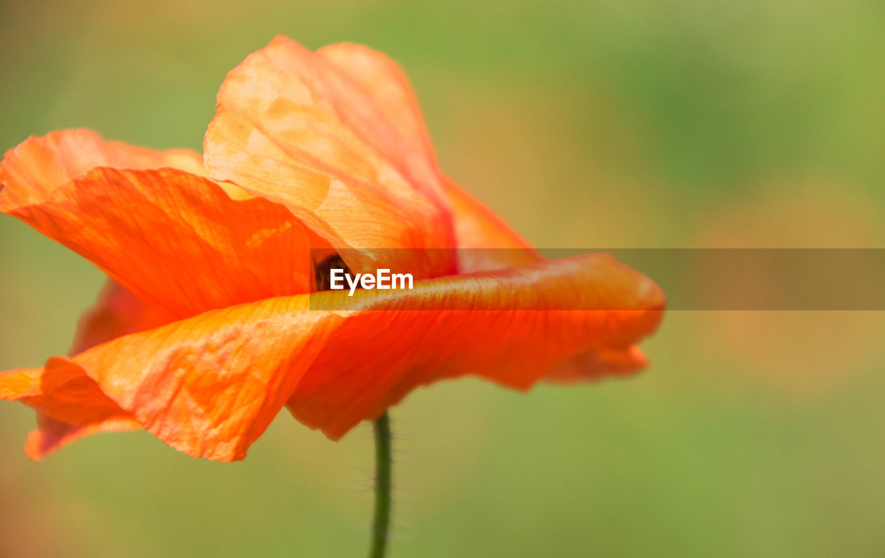 CLOSE-UP OF ORANGE FLOWER PETAL