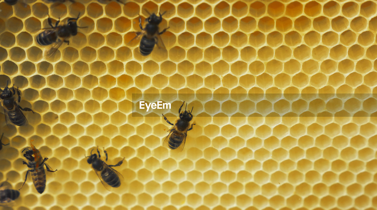 Close-up of bees on honeycomb