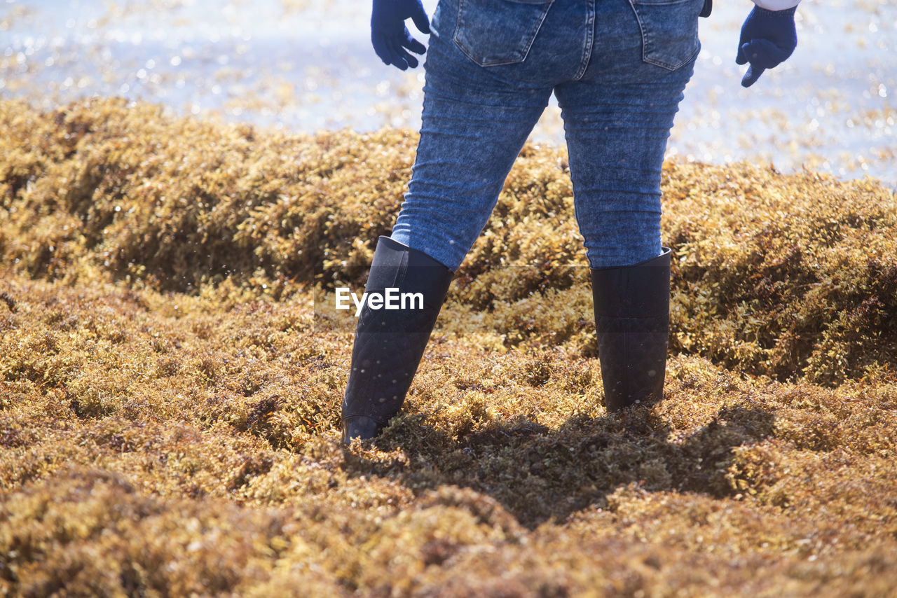 Detail of the legs of a mexican woman with boots and gloves immersed in the sargassum in mexico