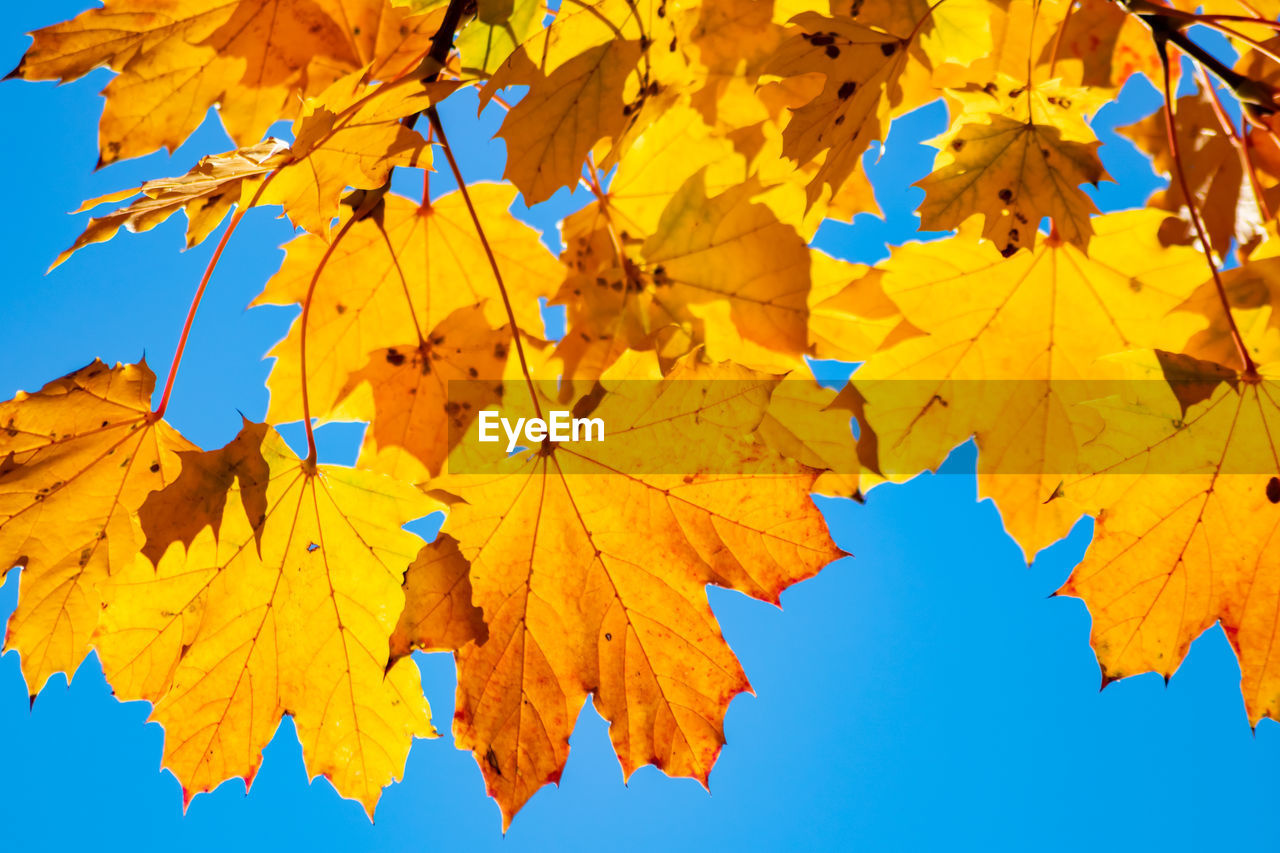 LOW ANGLE VIEW OF MAPLE LEAVES AGAINST SKY