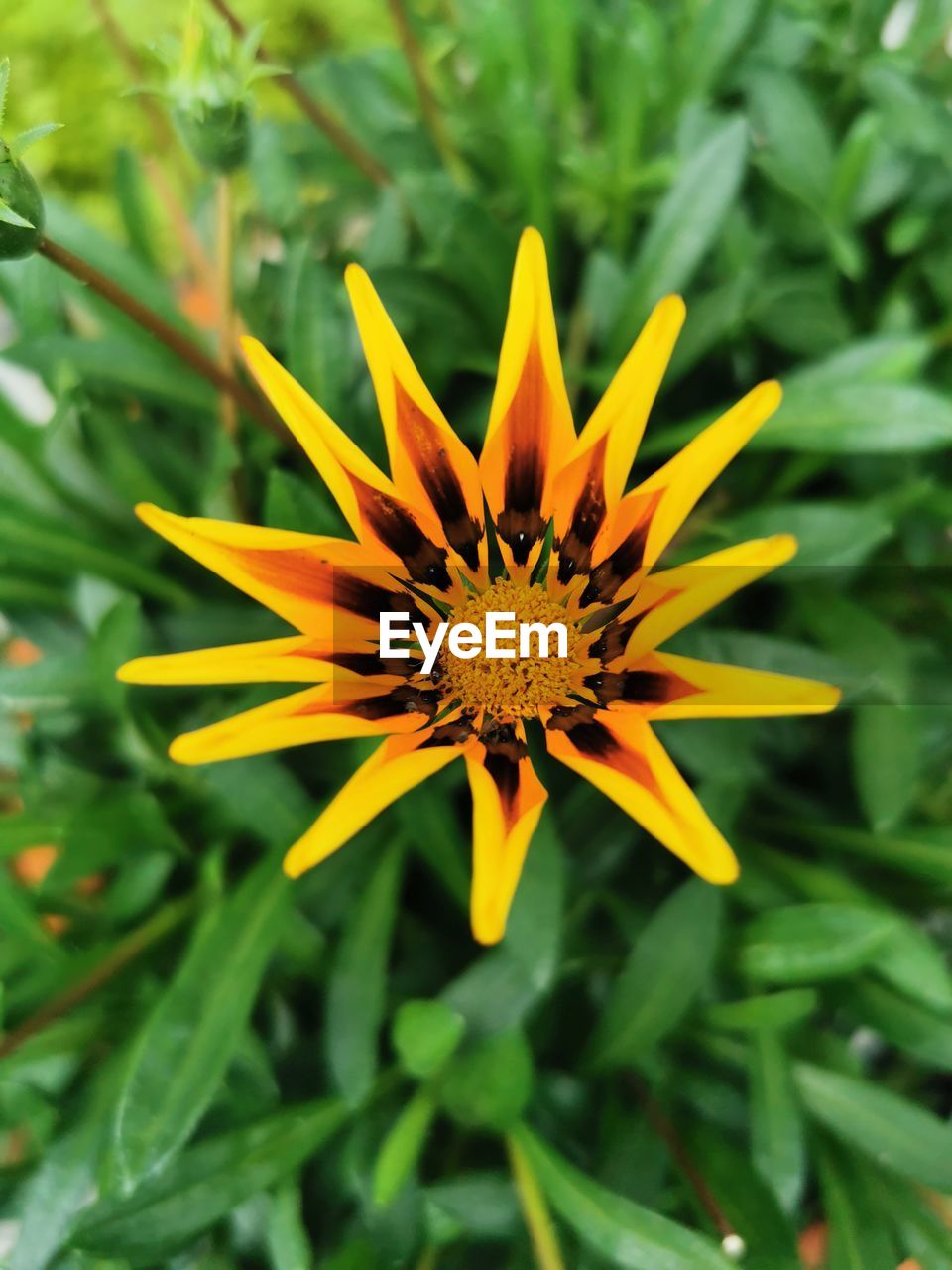 CLOSE-UP OF YELLOW FLOWER AGAINST PLANTS