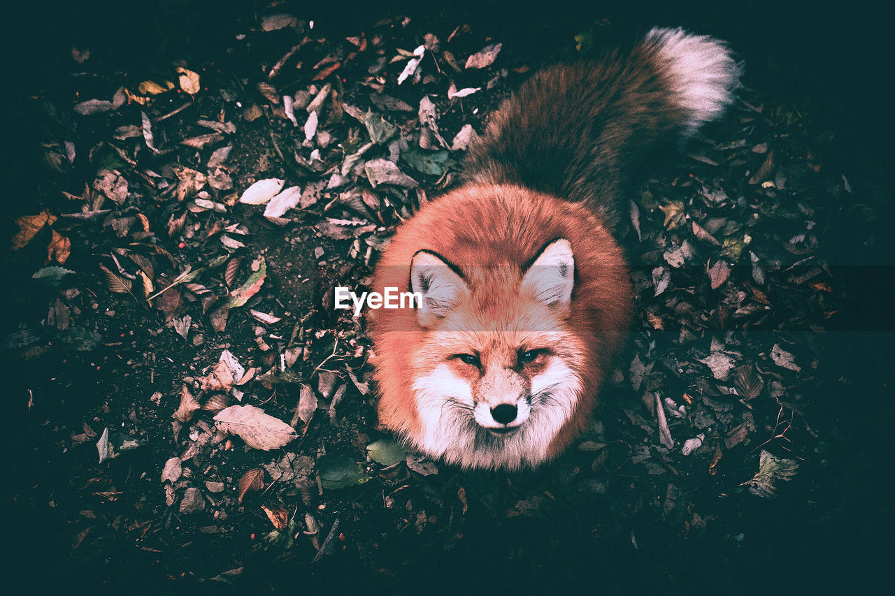 CLOSE-UP PORTRAIT OF SNAKE